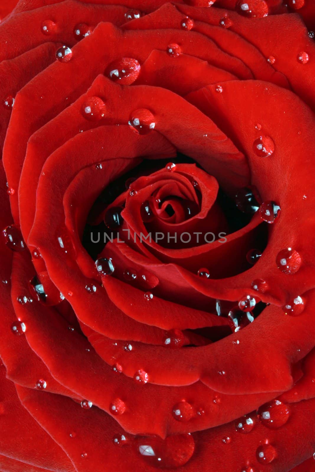 Beautiful red rose covered in morning dew extreme close-up