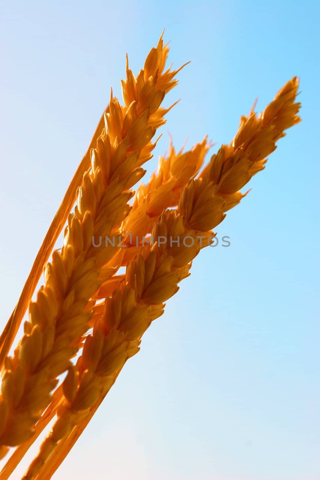 Golden wheat against a blue sky