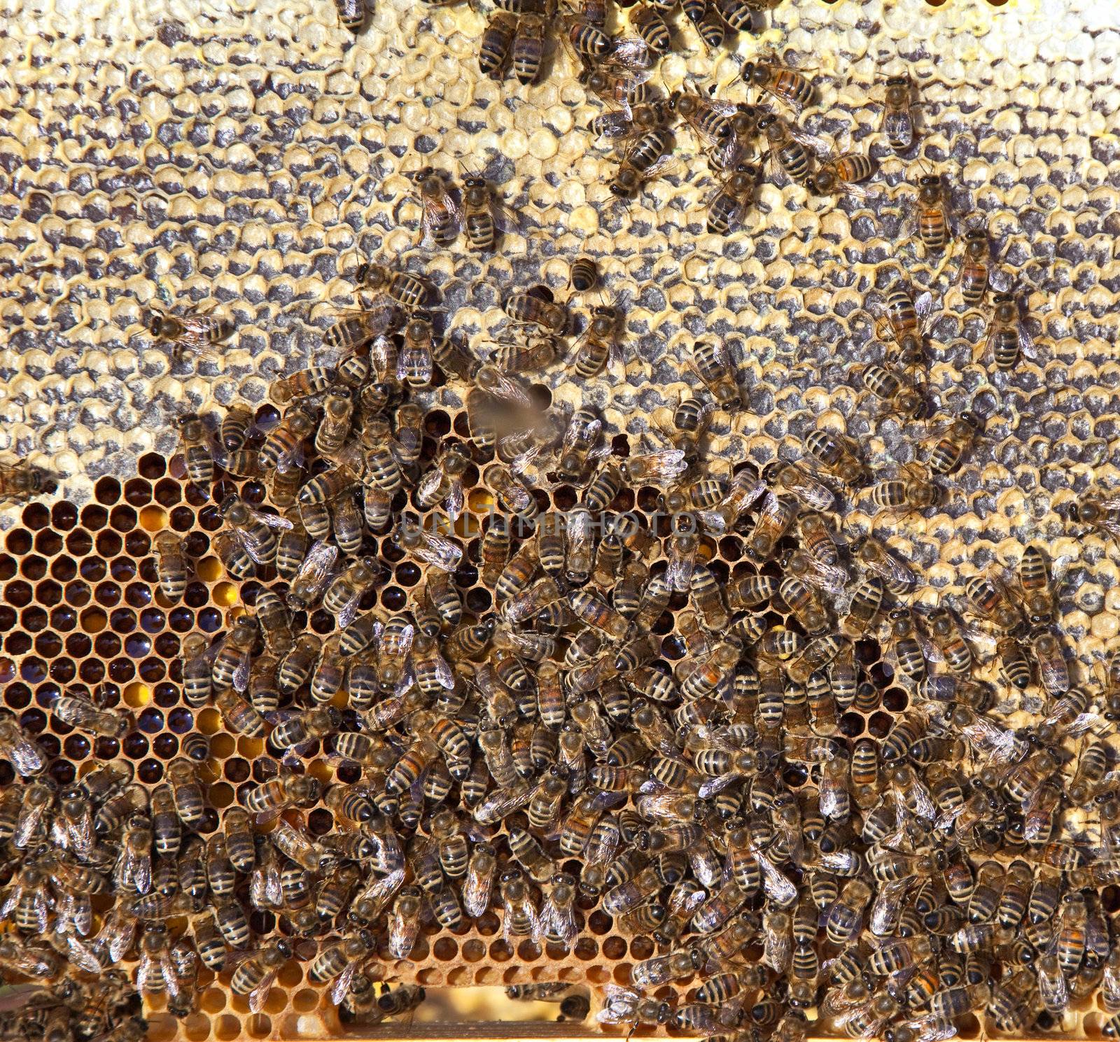 A photography of beautiful little bees in early spring time