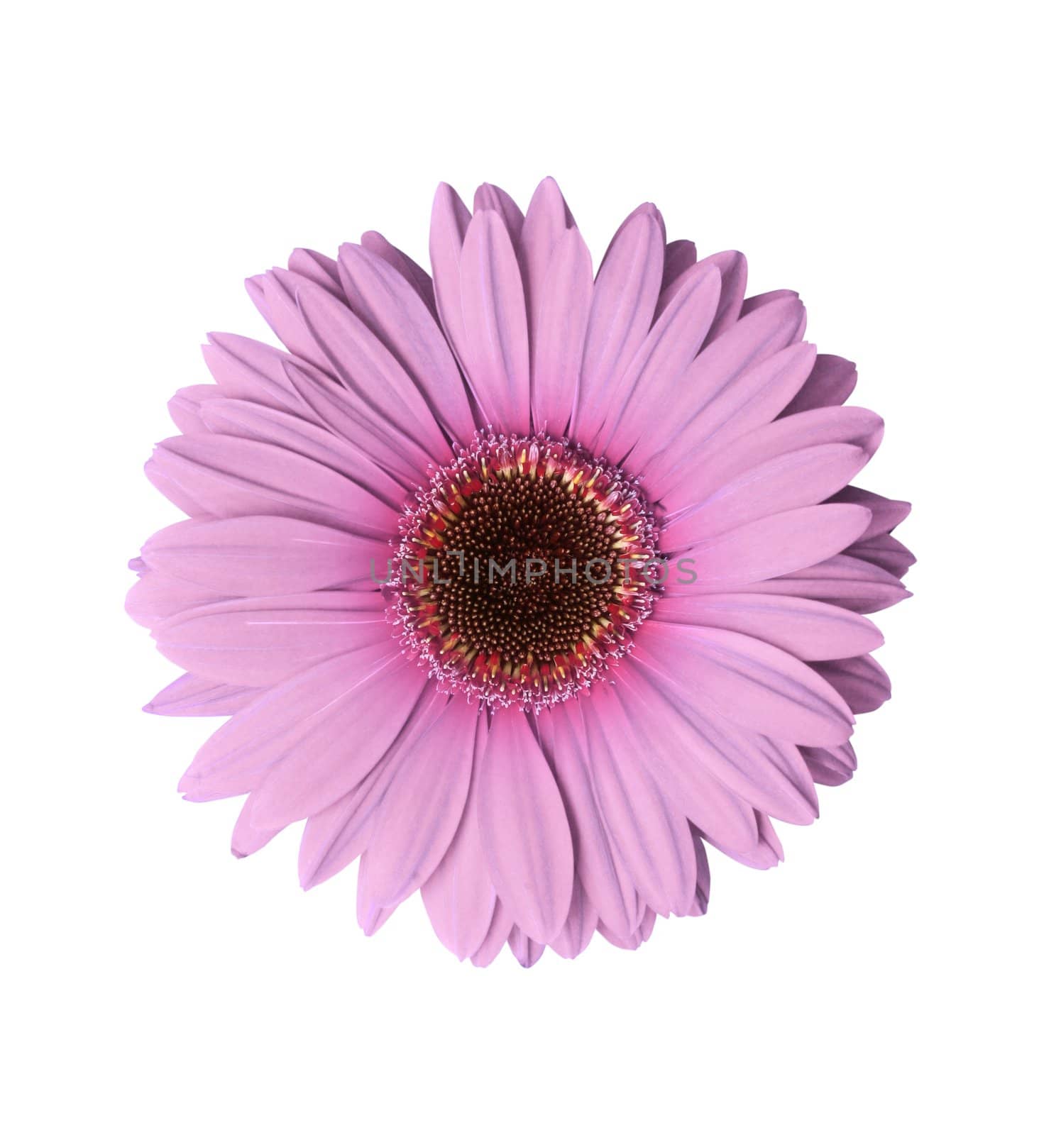 Light Purple Gerbera Flower by klikk
