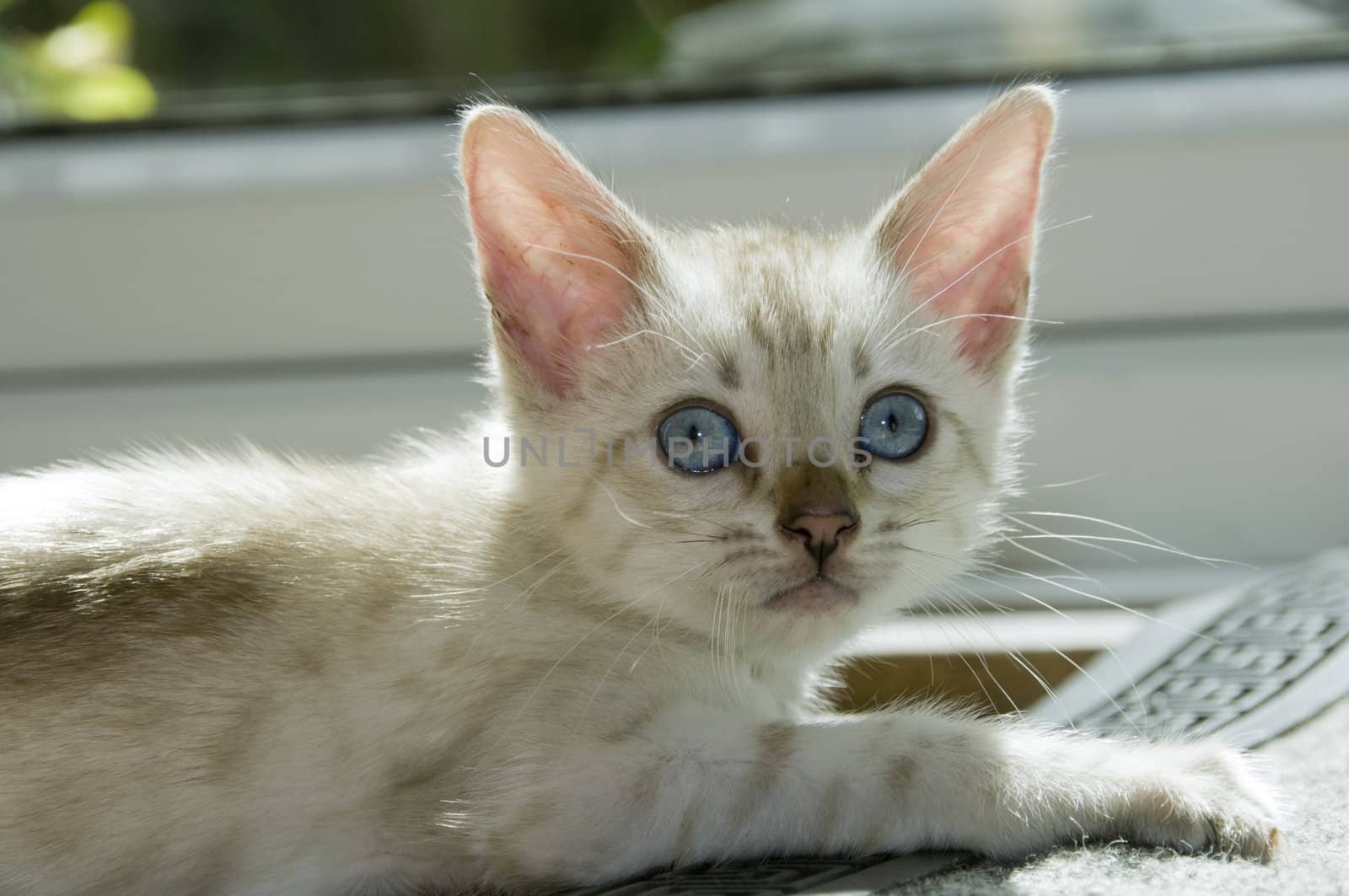 A snowy bengal kitten playing on the floor