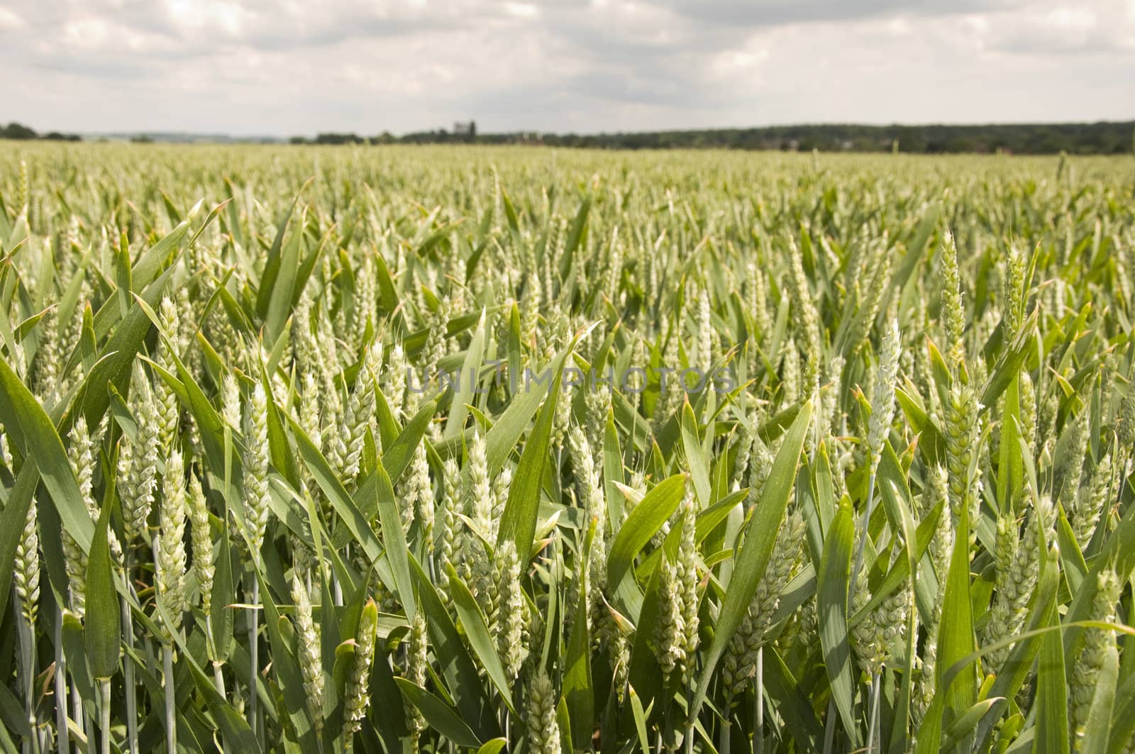 Wheat field by mbtaichi