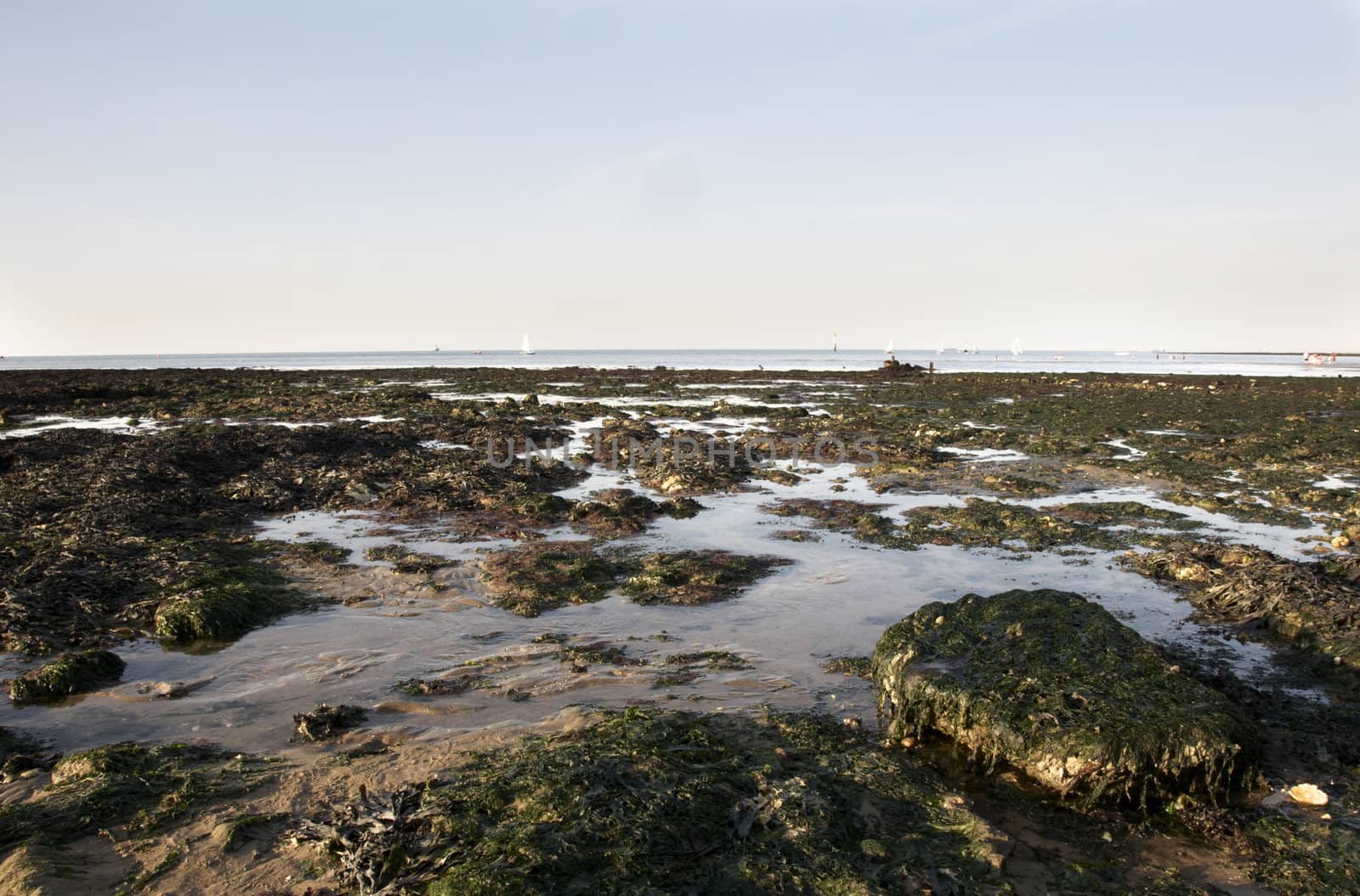 Seaweed and rocks on a sandy beach in England