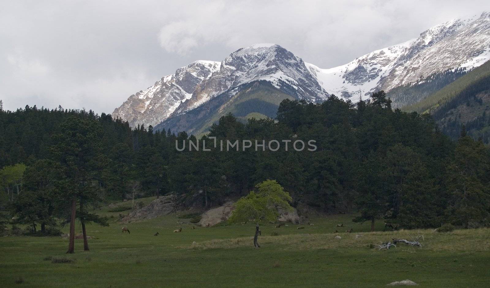 A herd of elk relaxes on a rainy afternoon in Rocky Mountain National Park