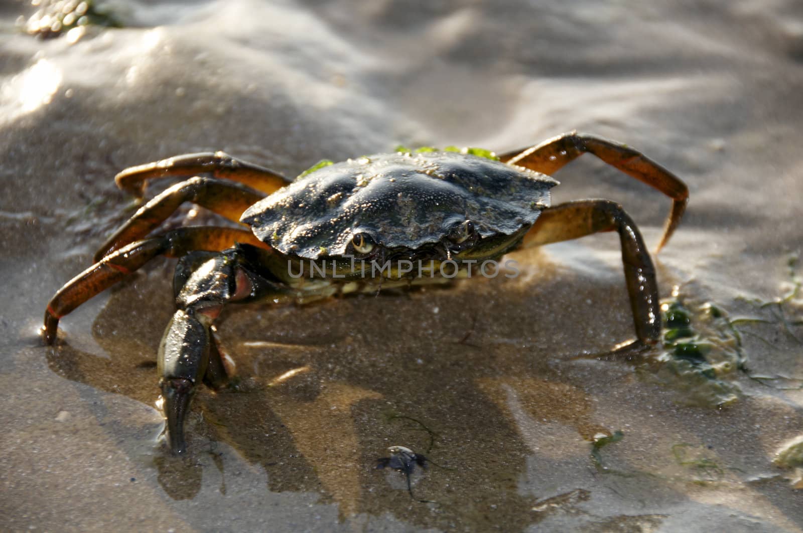 Crab by mbtaichi