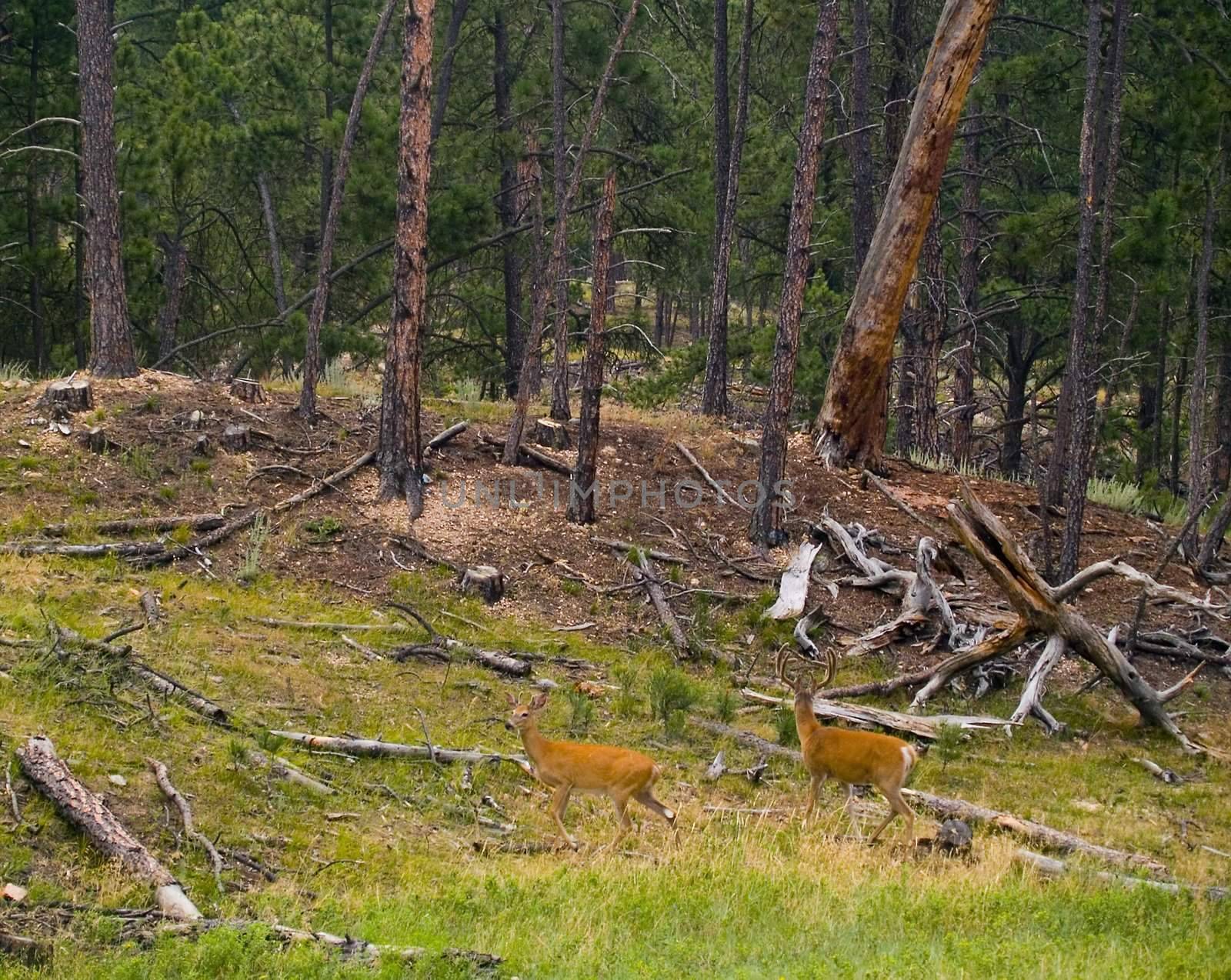 Two deer on a rainy morning in the Black Hills of South Dakota.