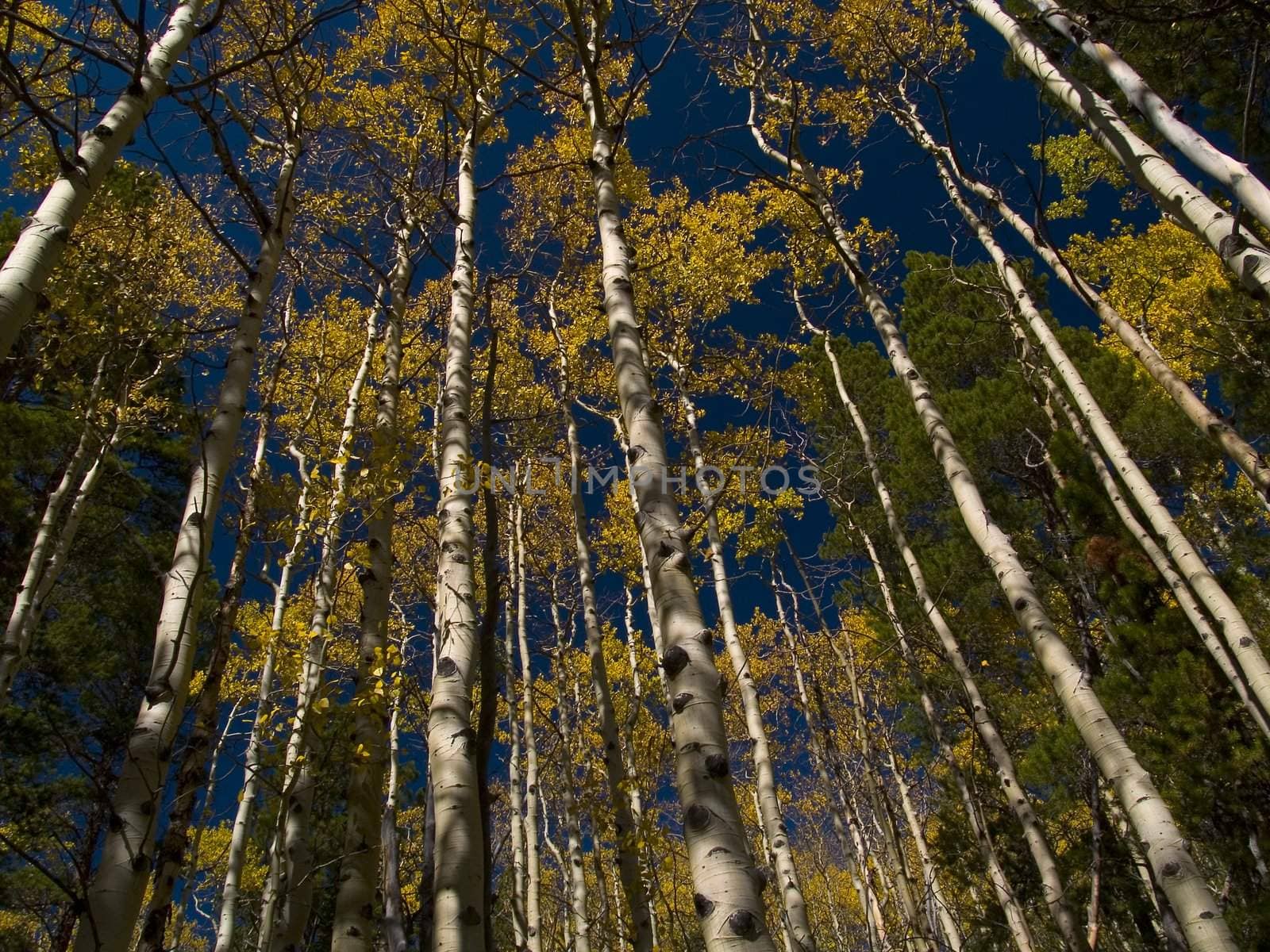 An endless wall of aspens along the St. Vrain Mountain trail in Colorado's Indian Peaks Wilderness.