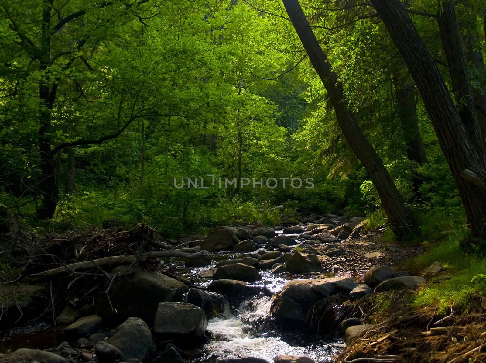 Sunlight filters through a green forest and stream.