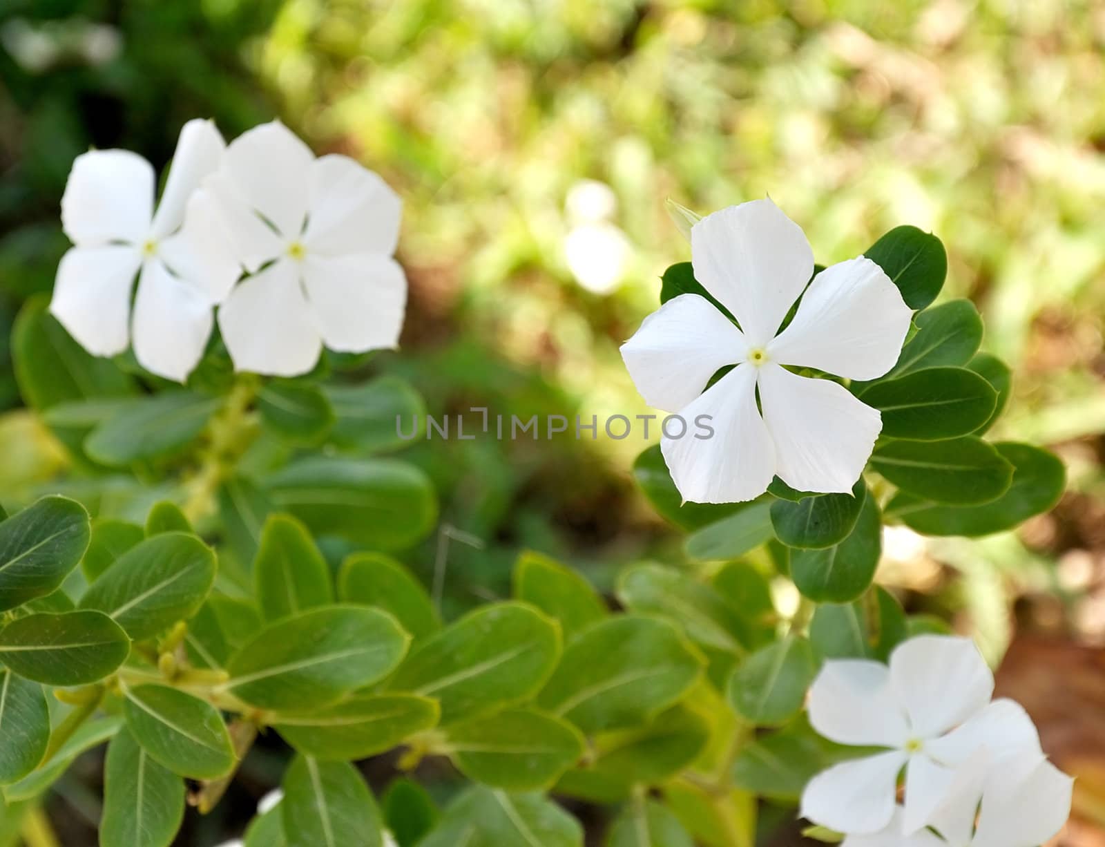beautiful tropical white flower and green foliage