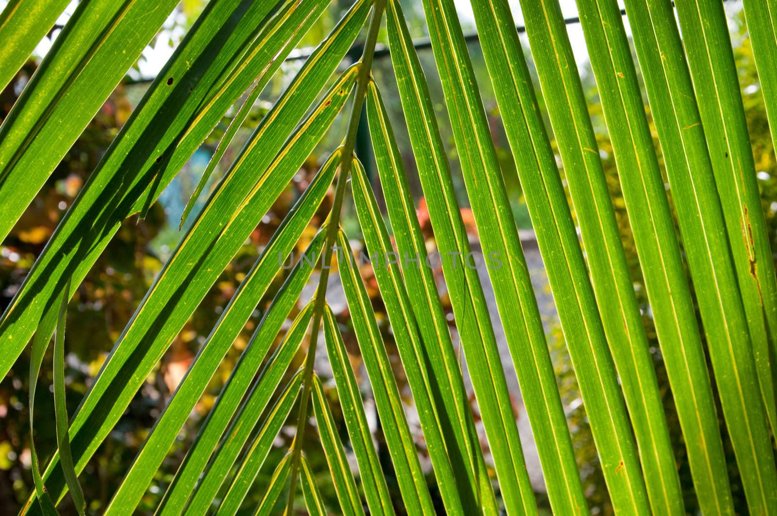 the picture of the palm leaf tree