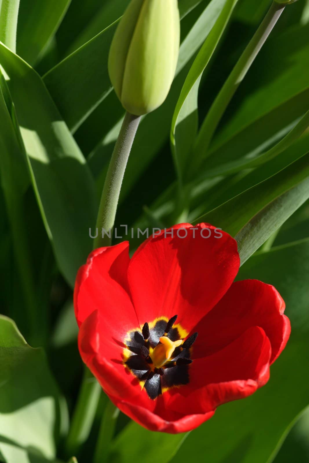 A red tulip in June reaching for the sunlight.
