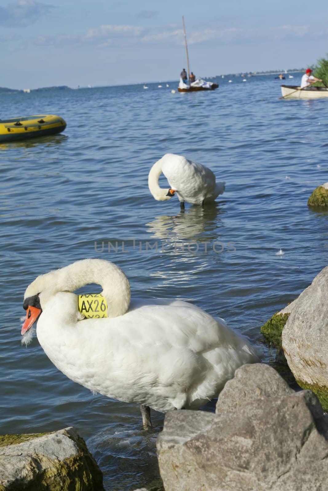 Two white swan on a lake.