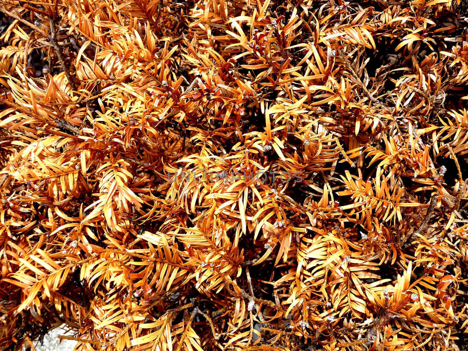 A background of dried up and dying leaves.