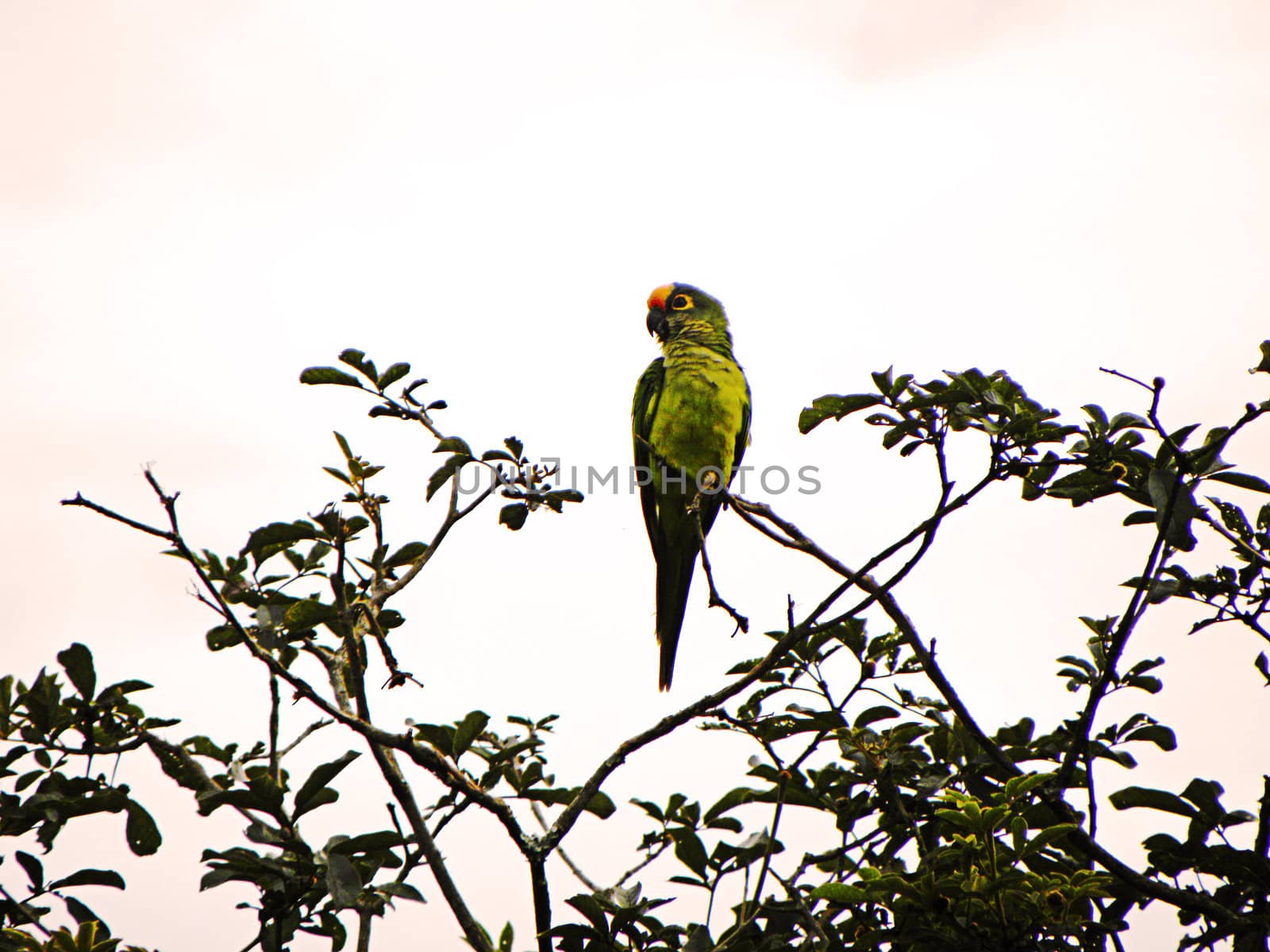 small parrot Brazil in their natural habitat