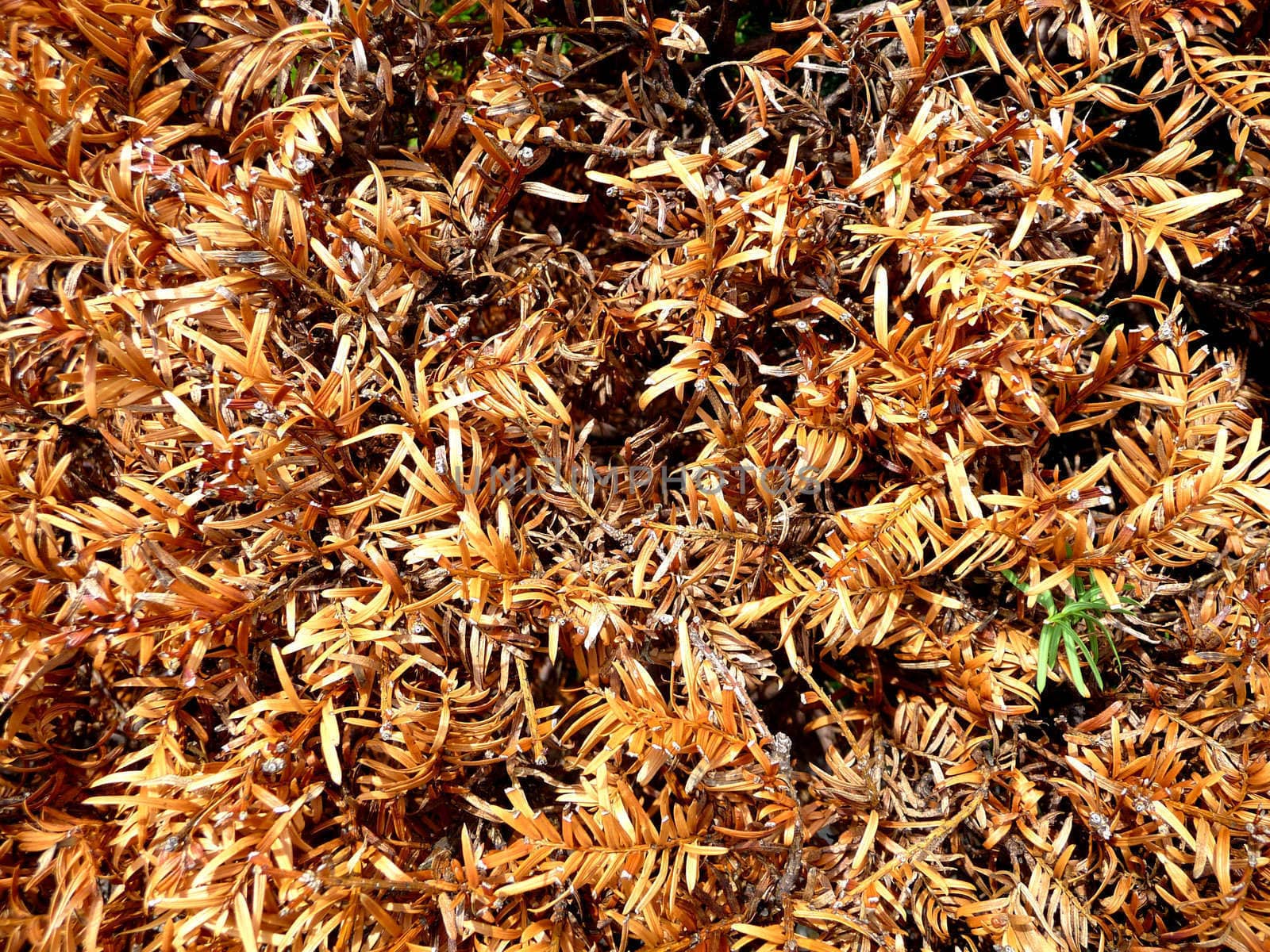 A background of dried up and dying leaves.