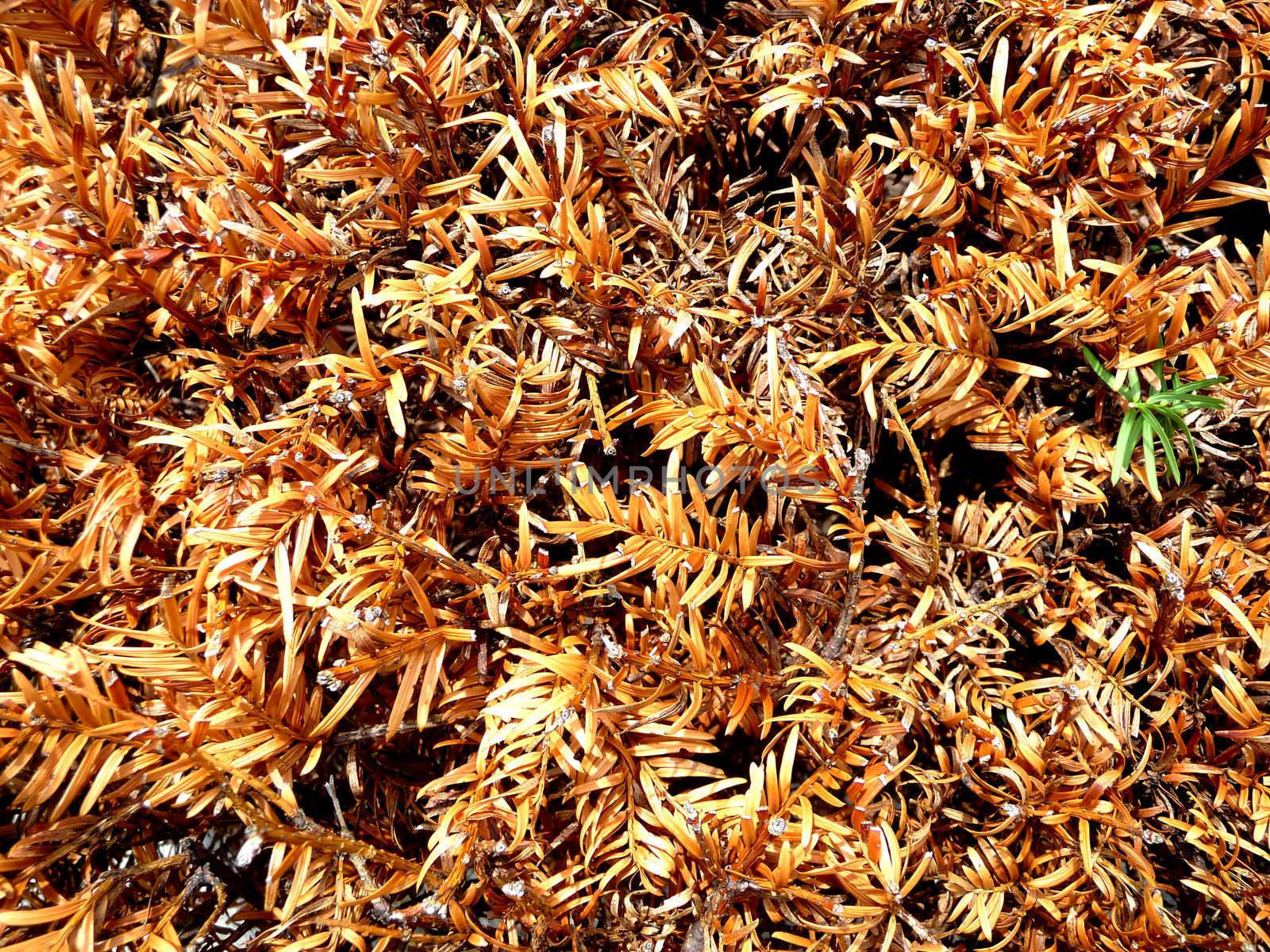 A background of dried up and dying leaves.