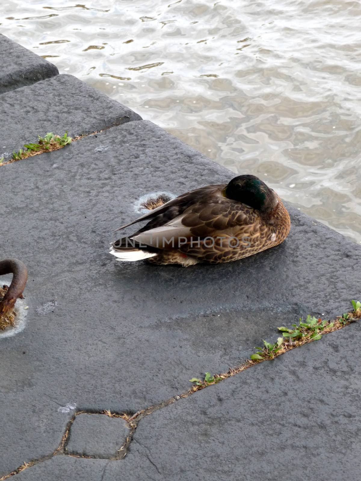 A photograph of a duck that is resting by London's River Thames.