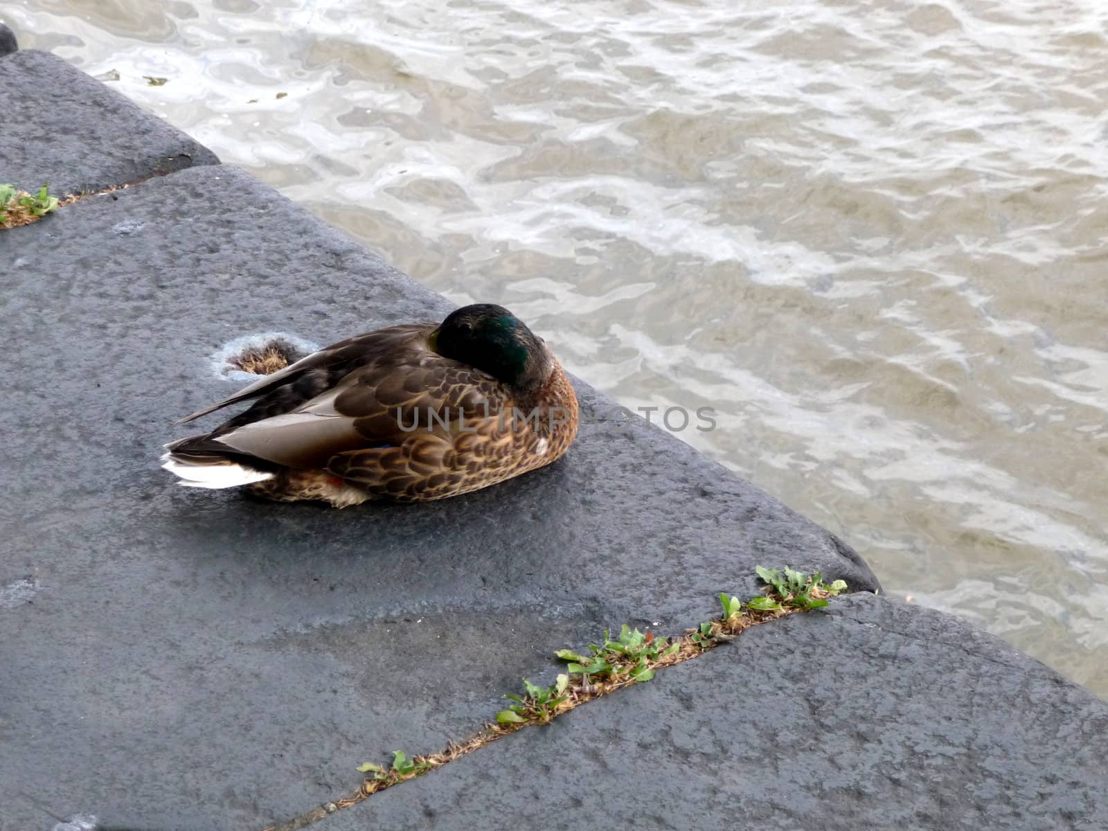 A photograph of a duck that is resting by London's River Thames.