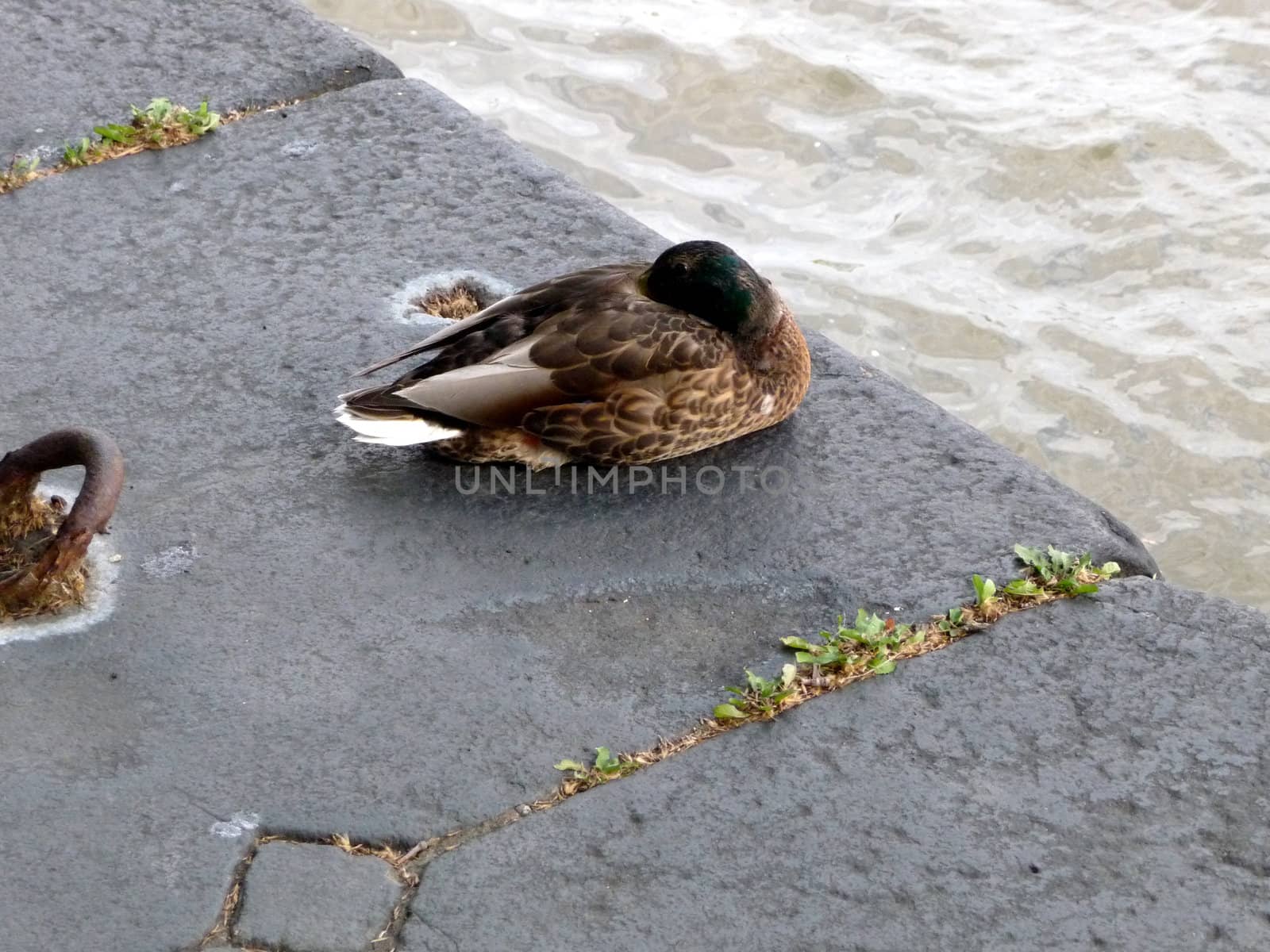 A photograph of a duck that is resting by London's River Thames.