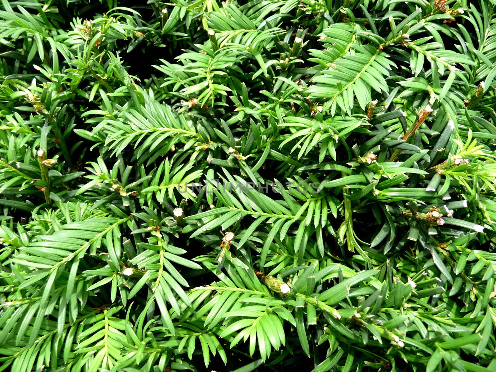 A background image of a lot of green leaves.
