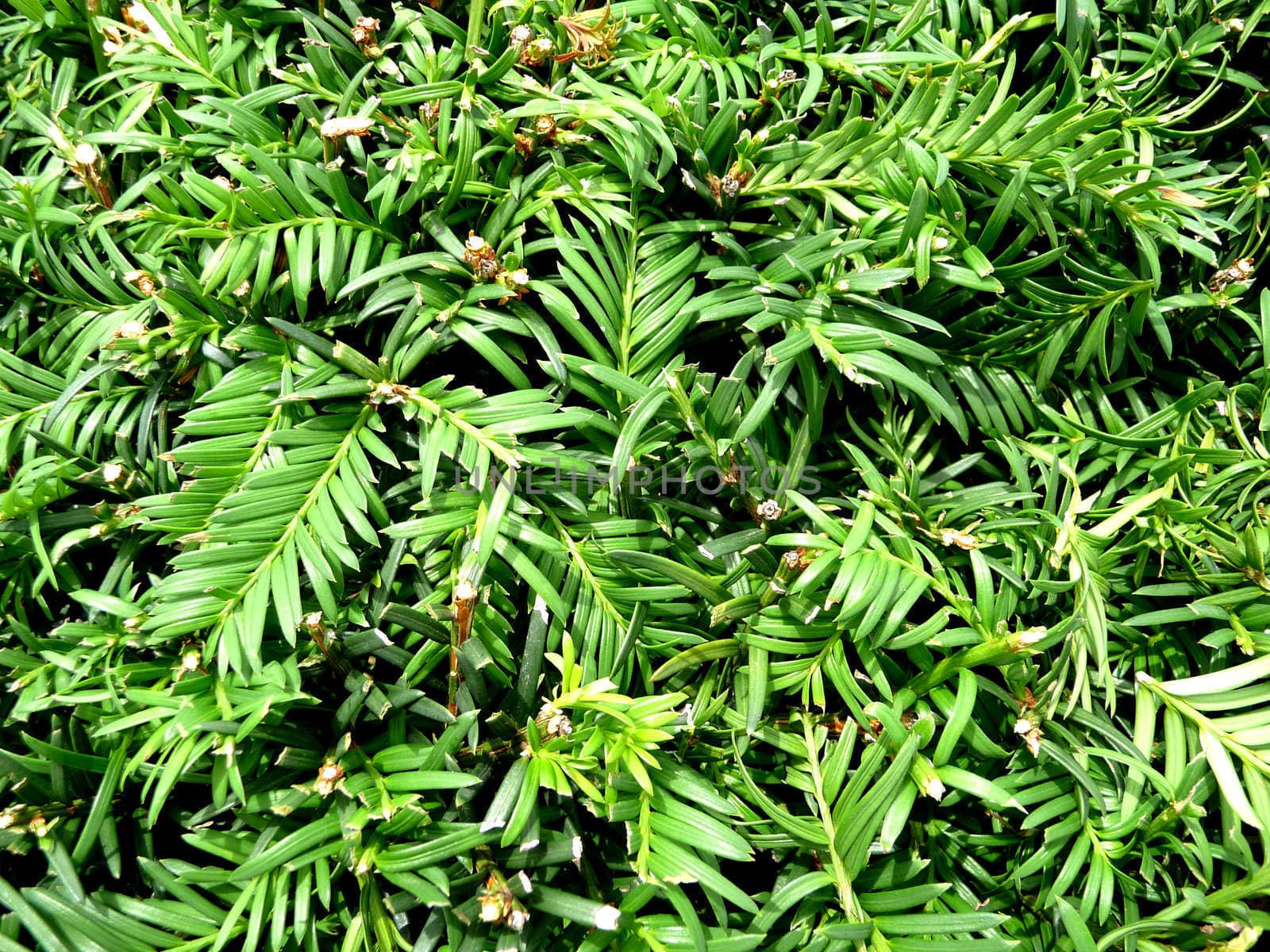 A background image of a lot of green leaves.