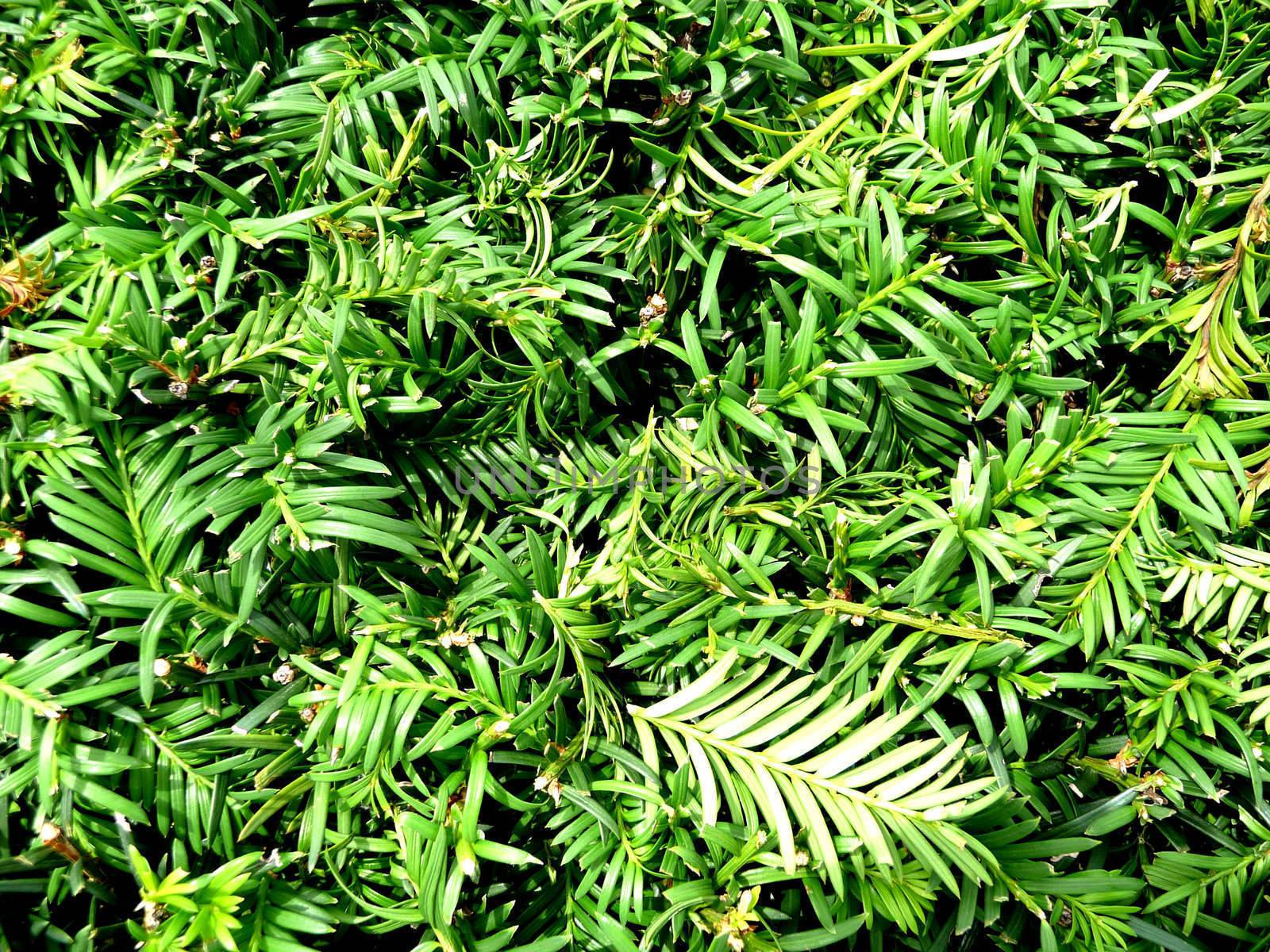 A background image of a lot of green leaves.