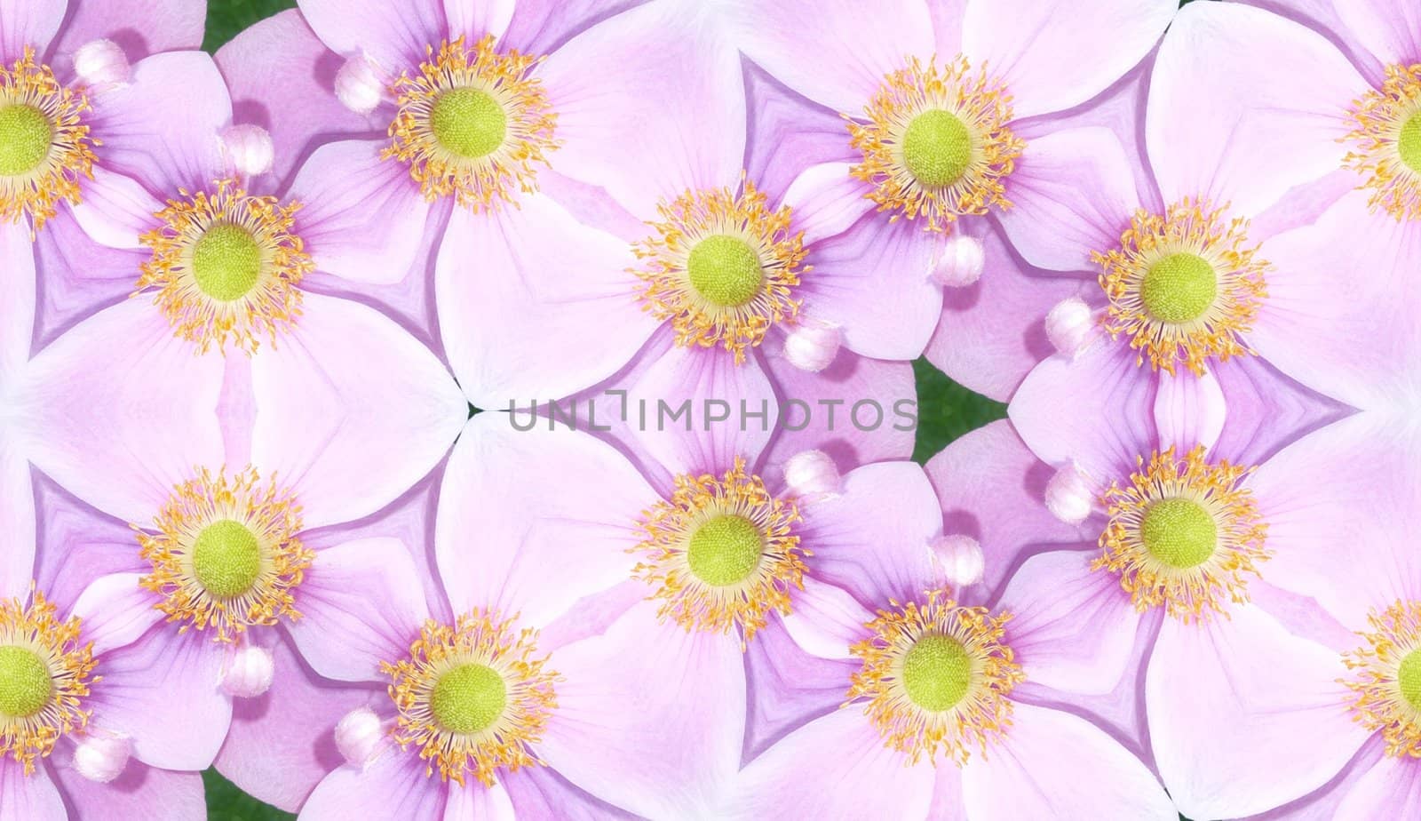 A seamless texture background pattern made from  Japanese Anemone flowers.
