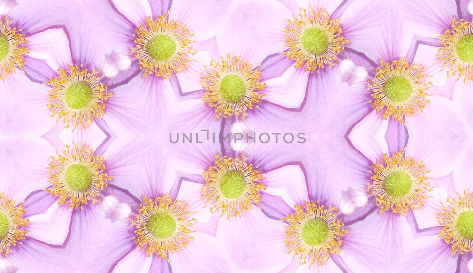 A seamless texture background pattern made from  Japanese Anemone flowers.