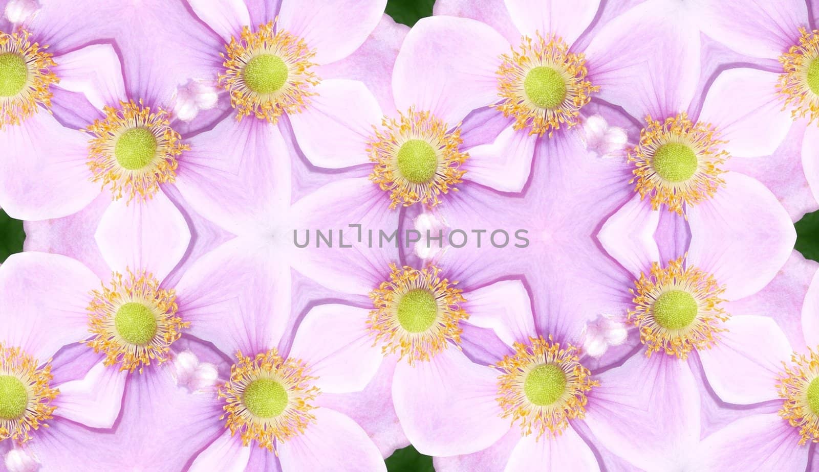 A seamless texture background pattern made from  Japanese Anemone flowers.