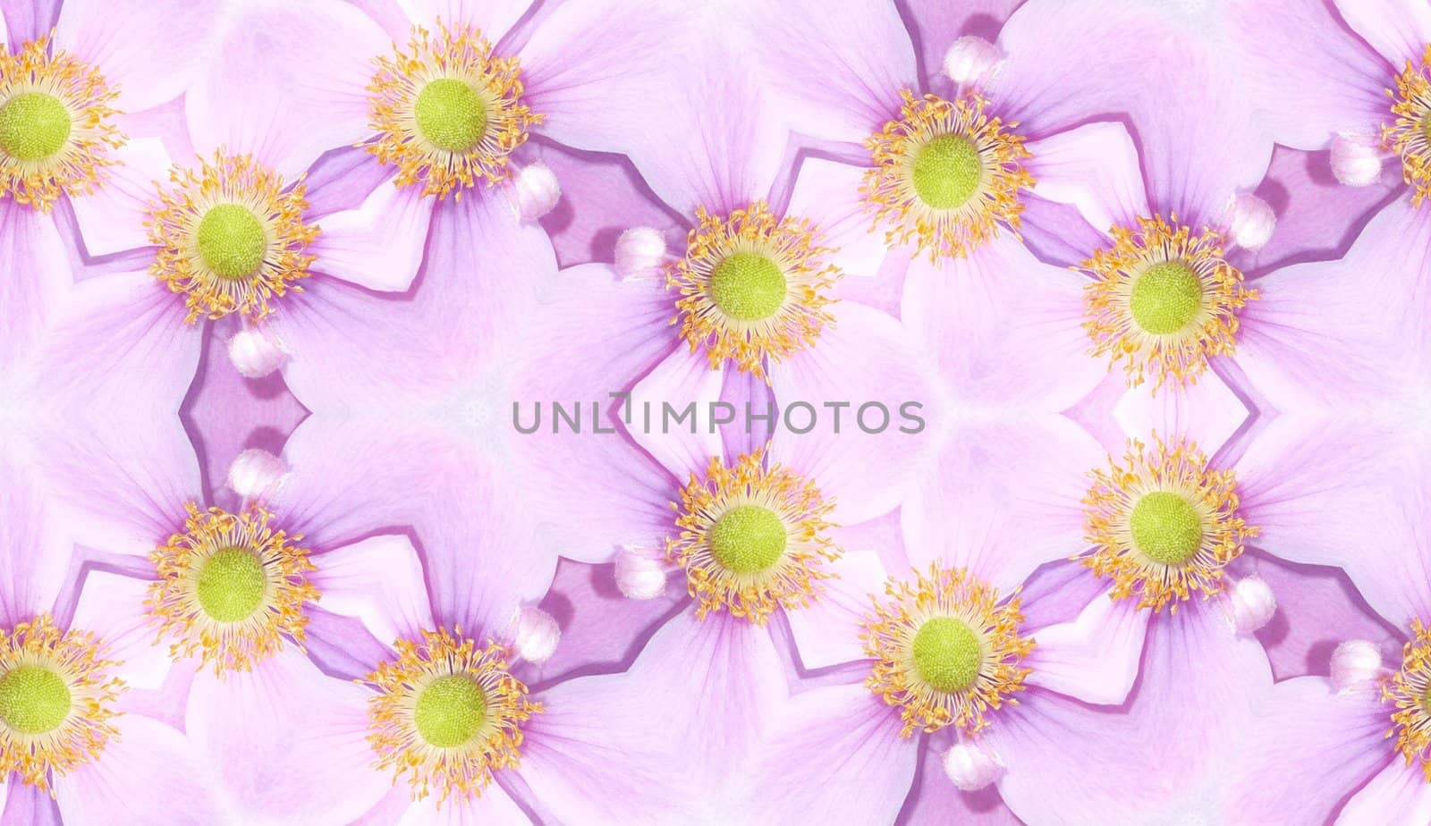 A seamless texture background pattern made from  Japanese Anemone flowers.