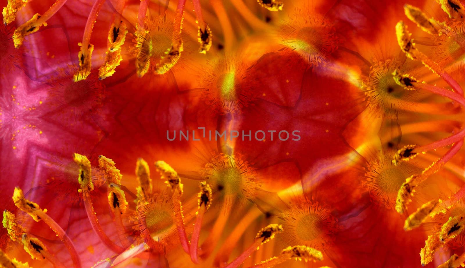 A background made from a mixture of 2 flower photographs.