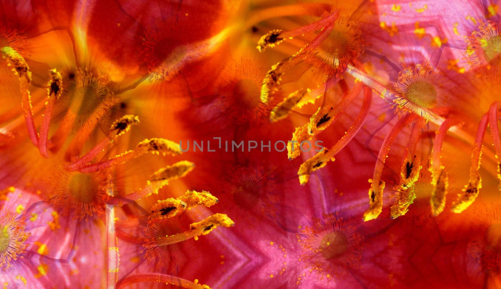 A background made from a mixture of 2 flower photographs.