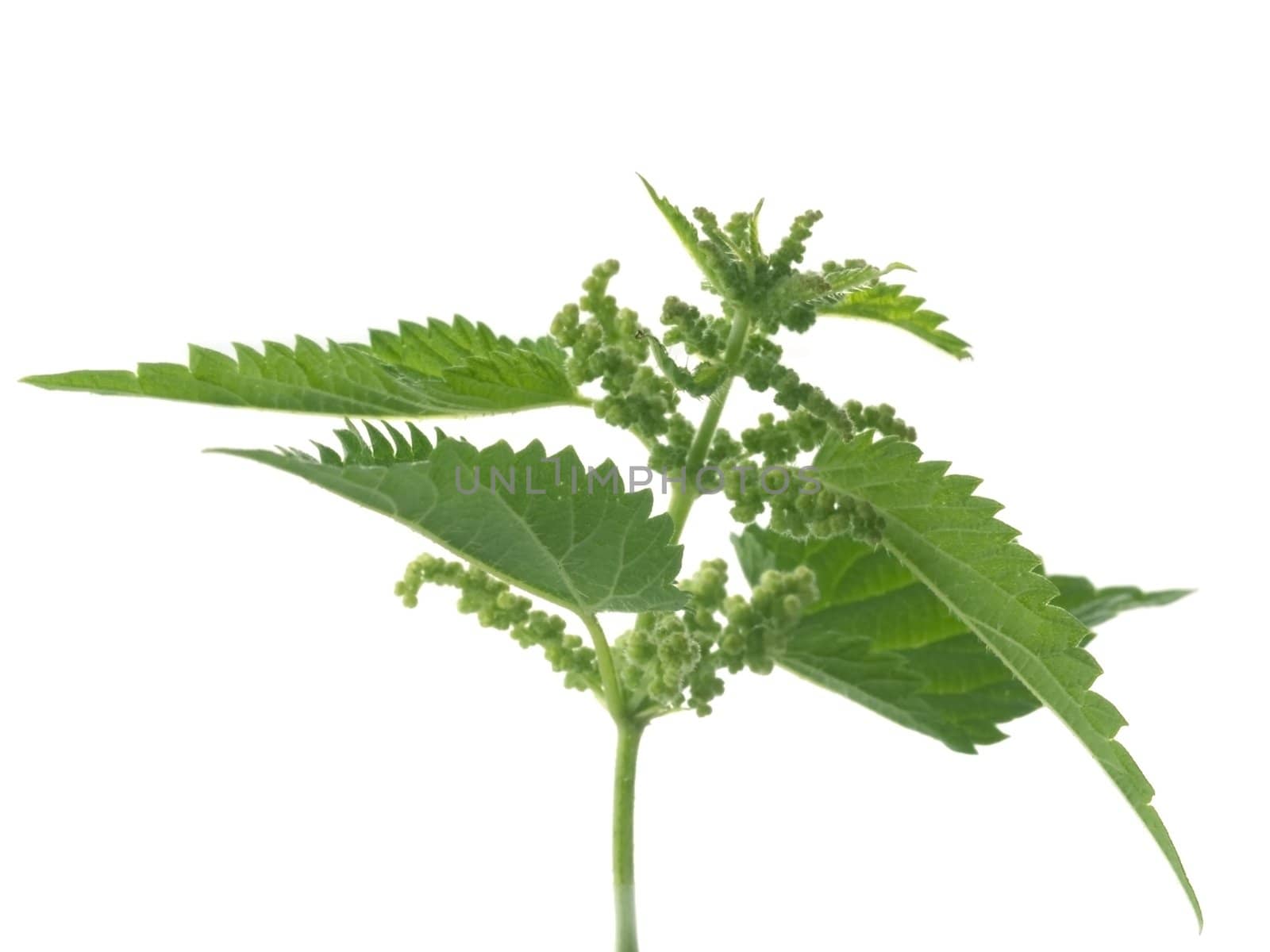 fresh and green nettle isolated on white background - series herb