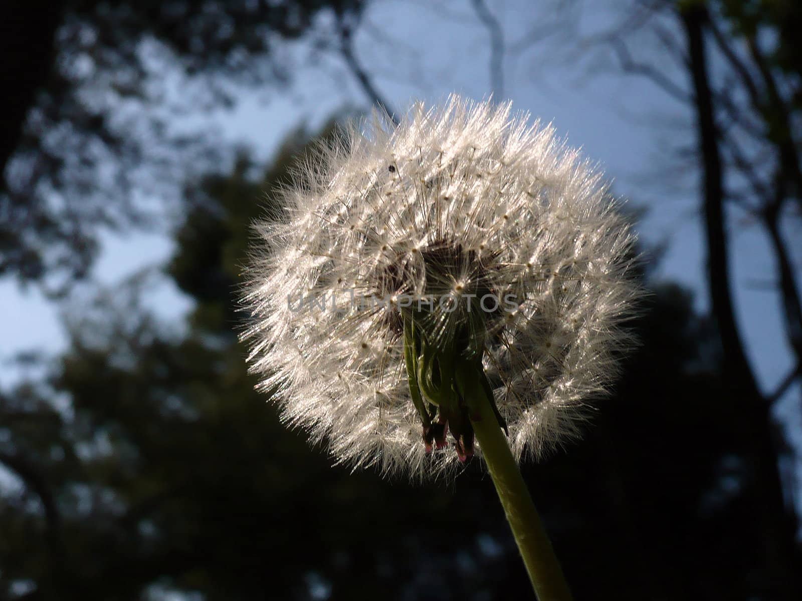 Blowing dandelion on blue background