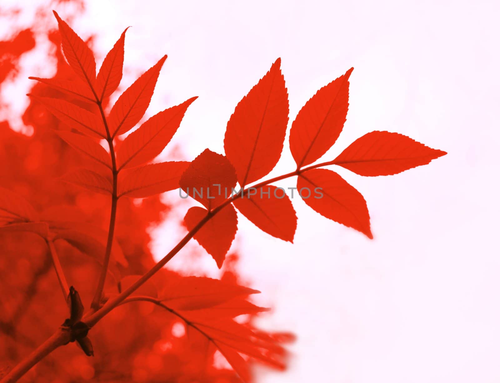 red leaves in autumn