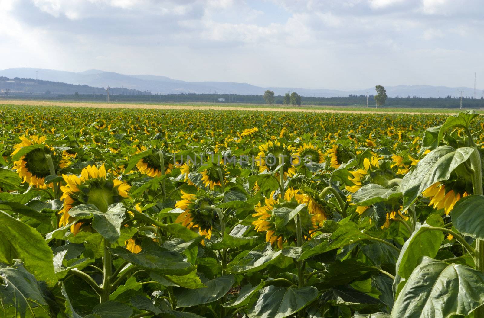 Field of young sunflowers under the sun of the south