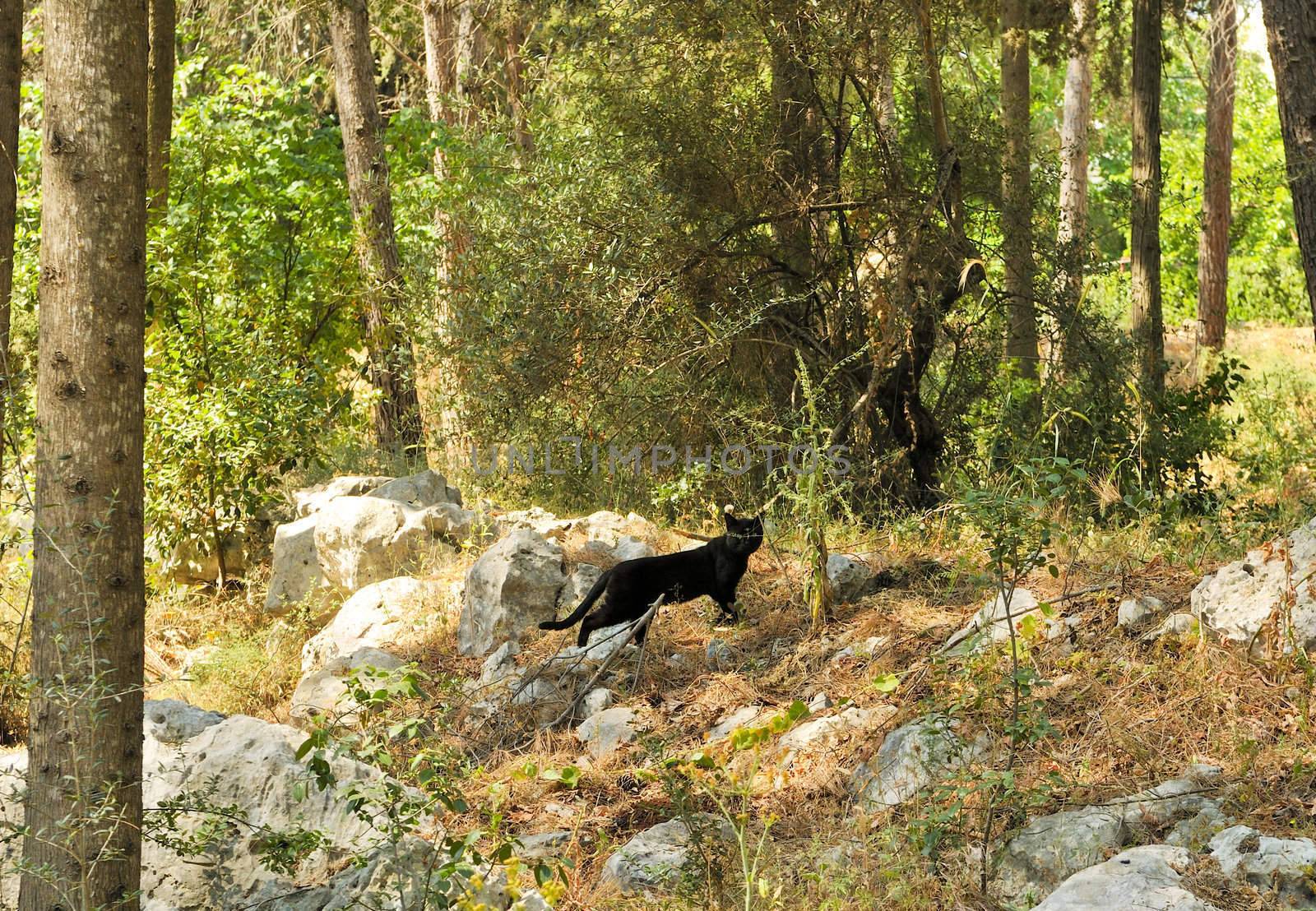 The black cat goes to wood on hunting