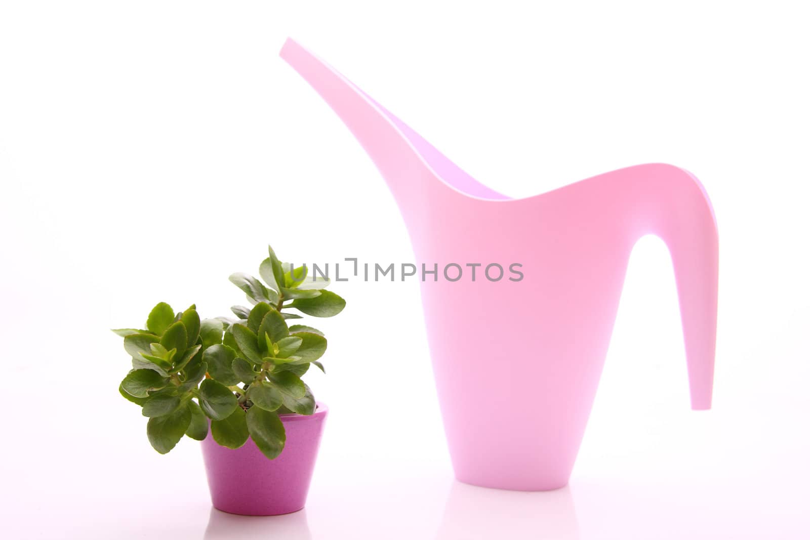 plant and ewer by derausdo