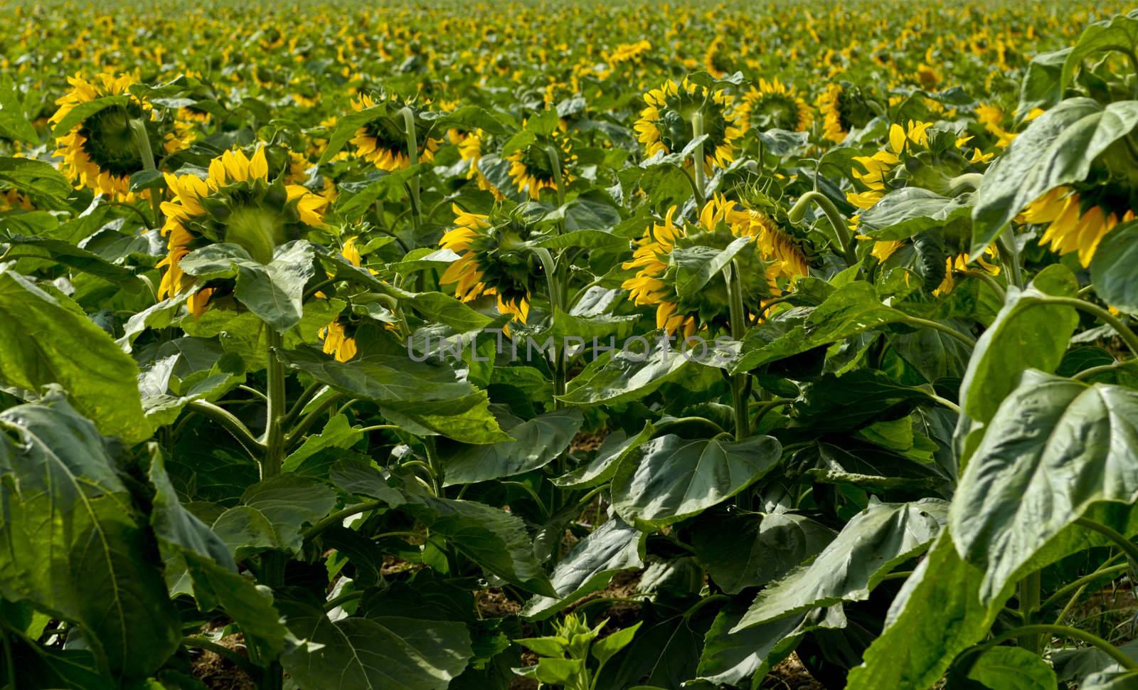 Field of young sunflowers under the sun of the south