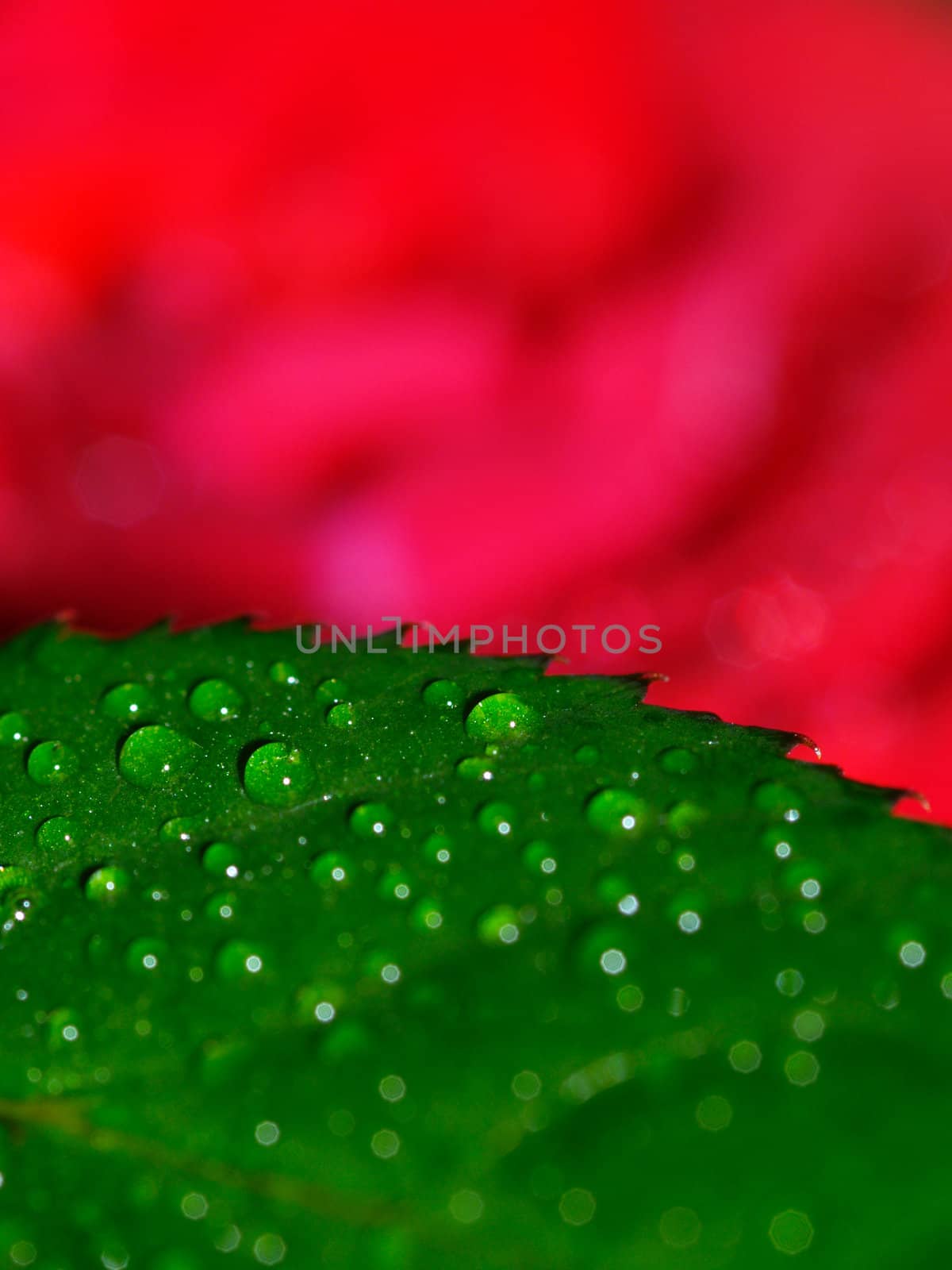 dew drops on a roses leaf