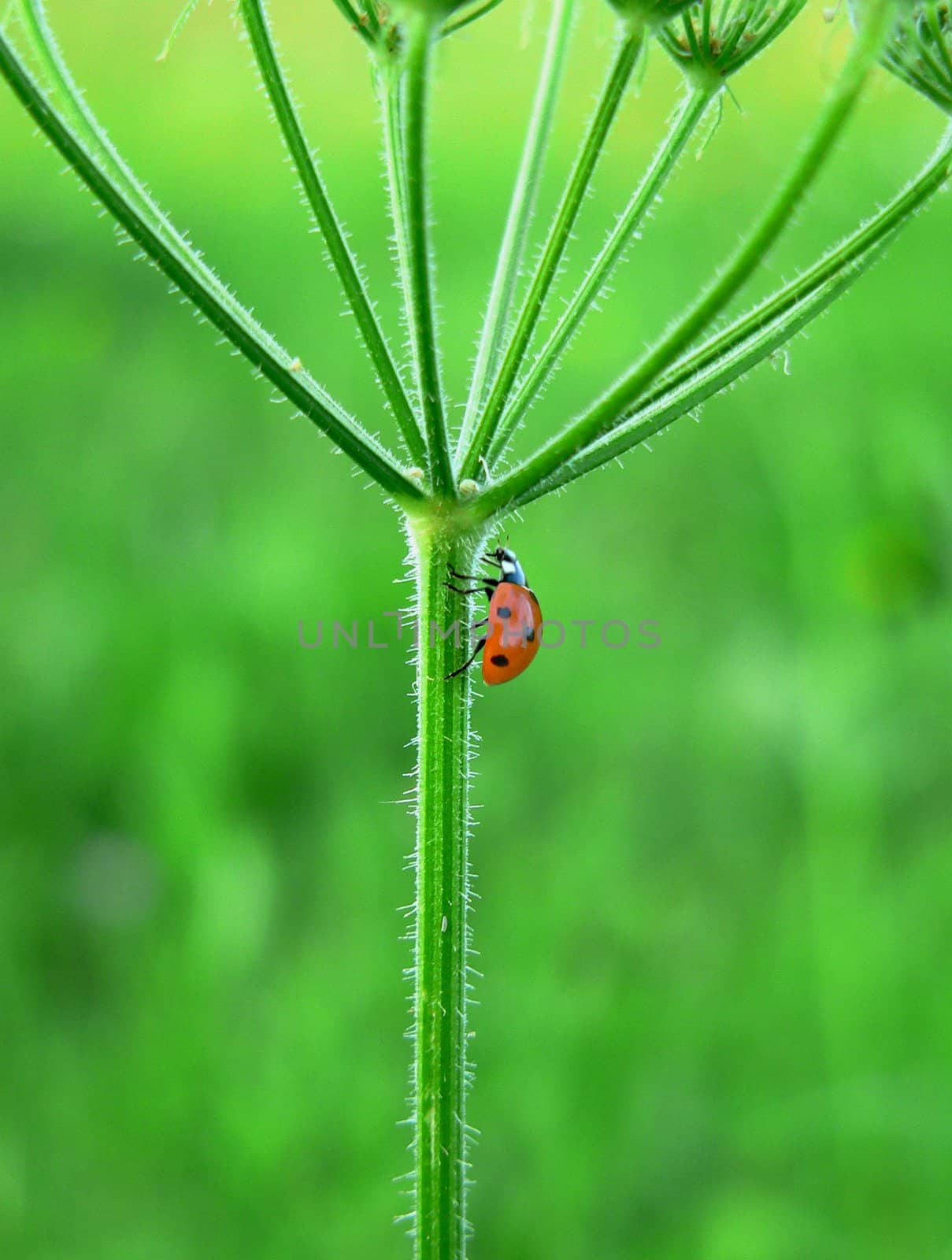 Deatil from a walking Ladybug on green background
