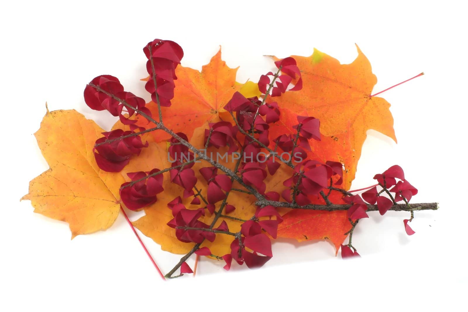 A pile of autumn leaves isolated on white.
