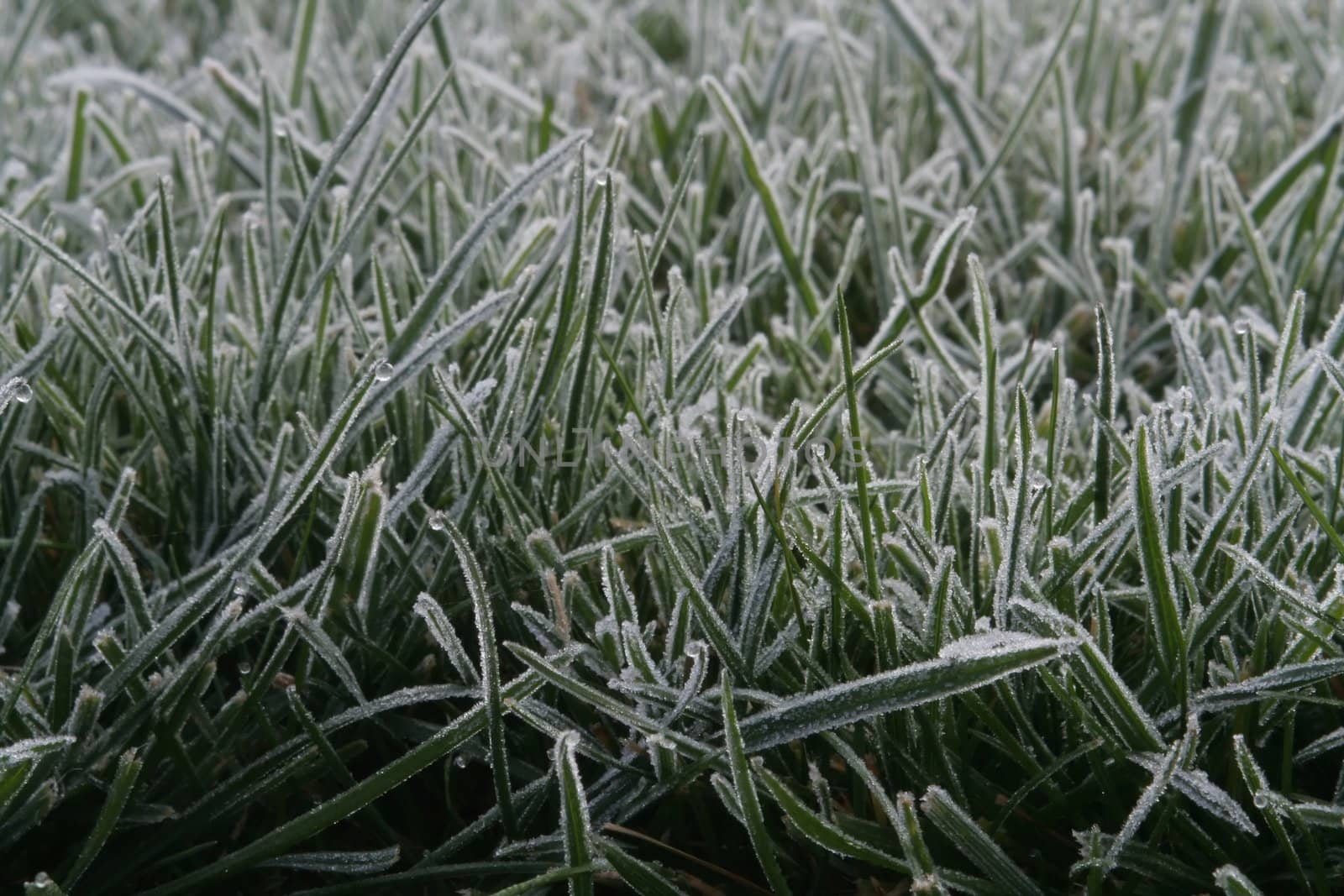 Blades of grass covered in the morning frost.