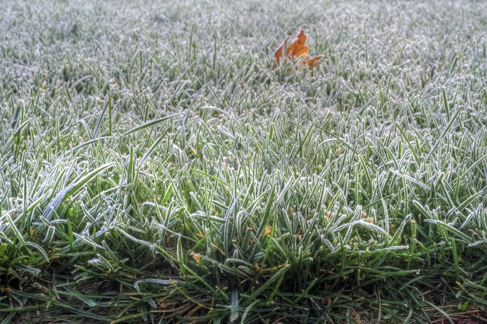 Blades of grass covered in the morning frost.