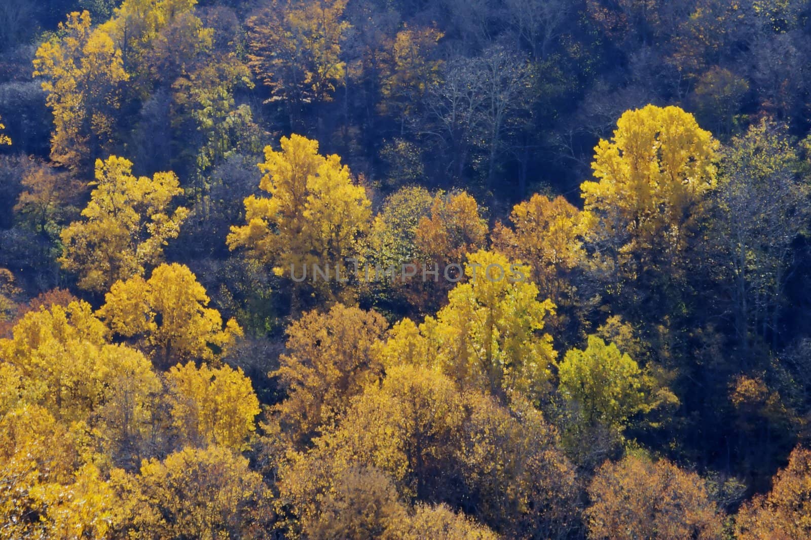A forest full of yelow autumn colors. by jasony00