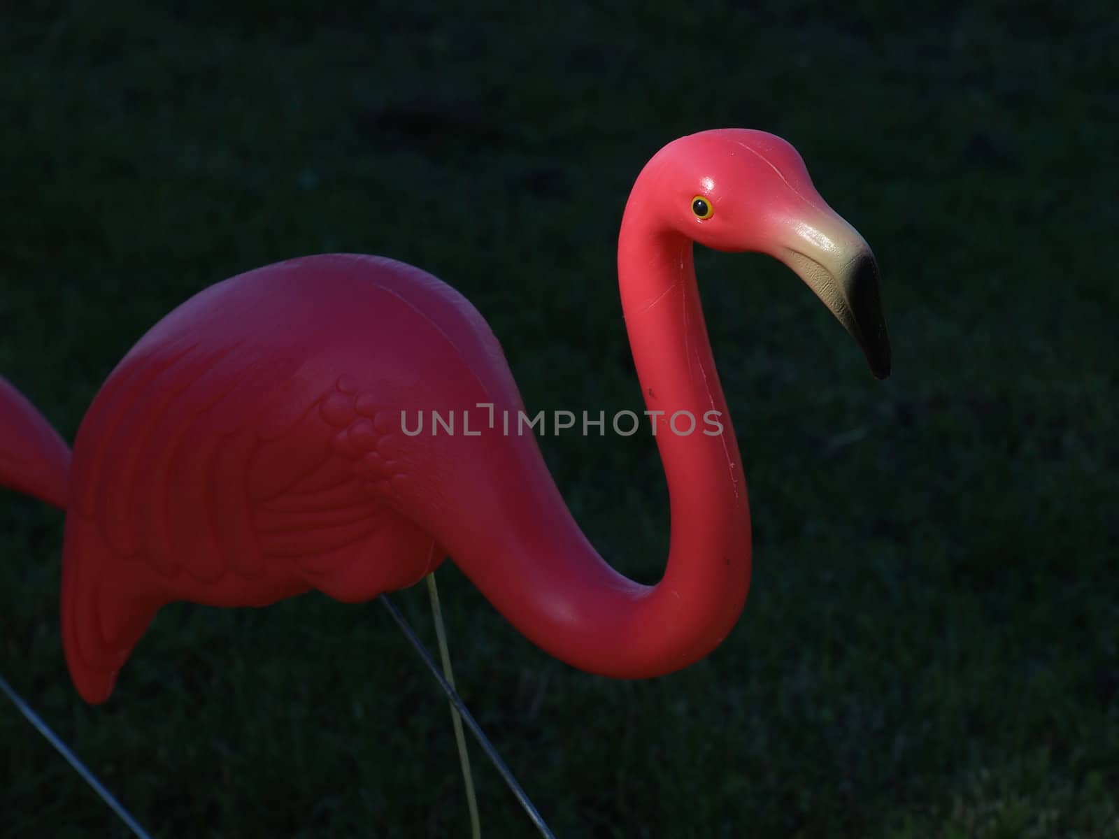 A plastic pink flamingo isolated on a grass lawn
