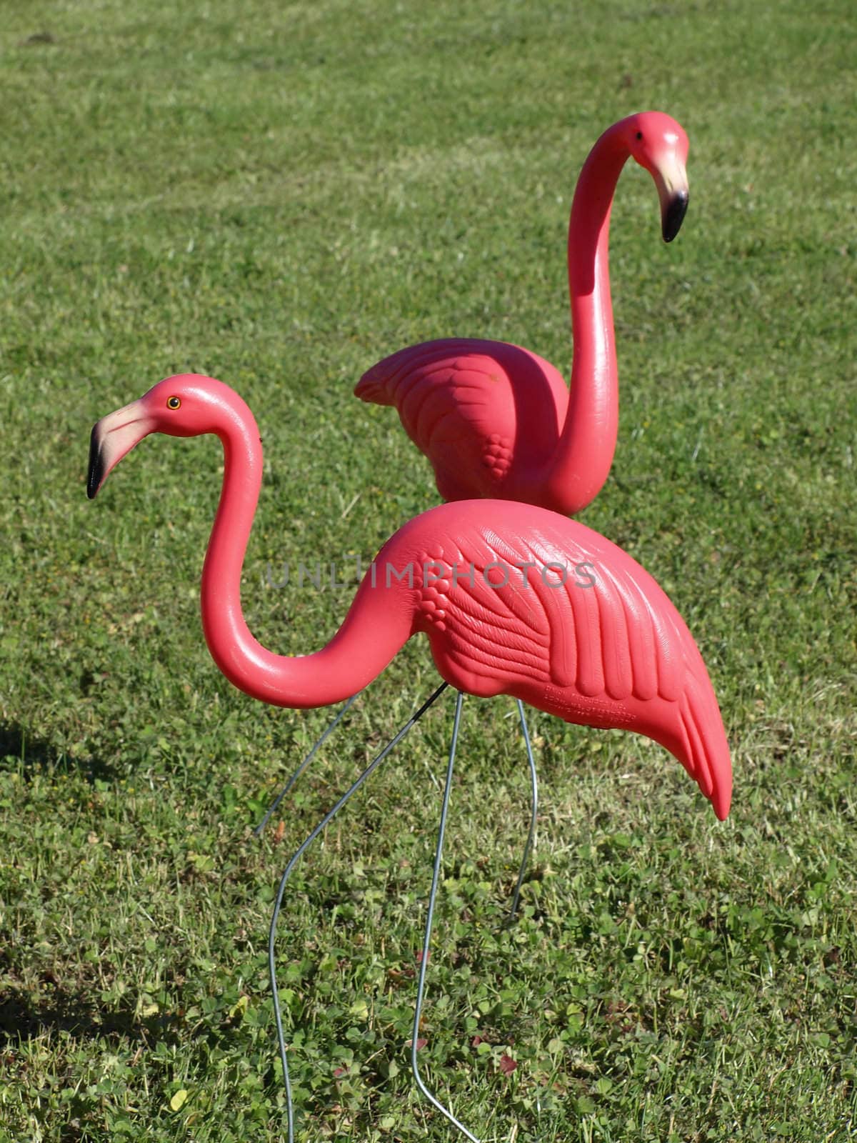 Two Pink Flamingos by RGebbiePhoto