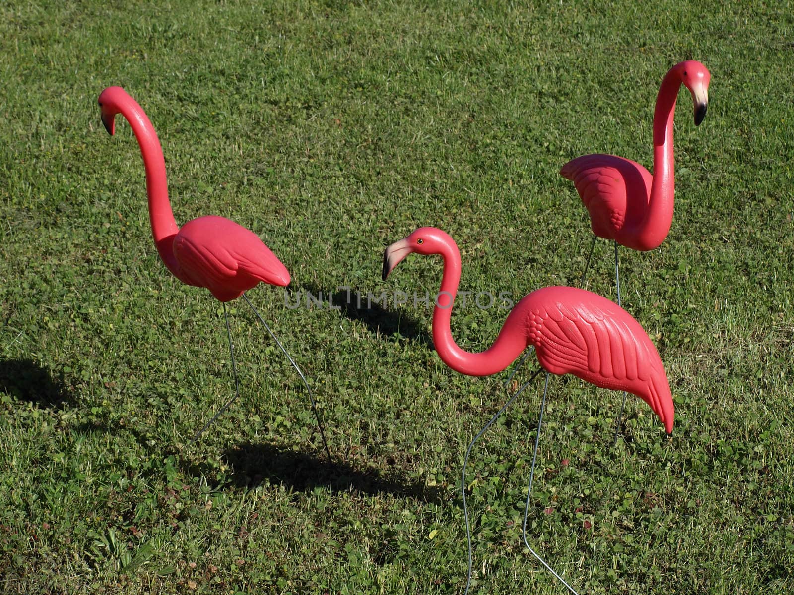 Three plastic pink flamingos out on a grass lawn