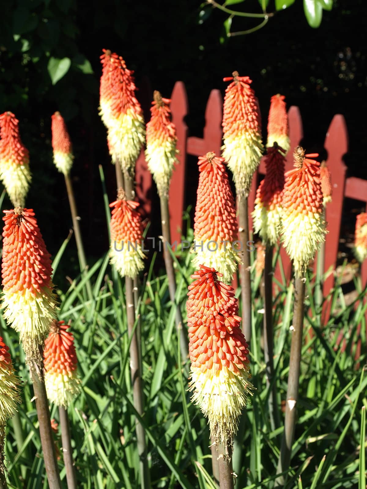 Several Torch Lilies surrounded by the garden in the sun