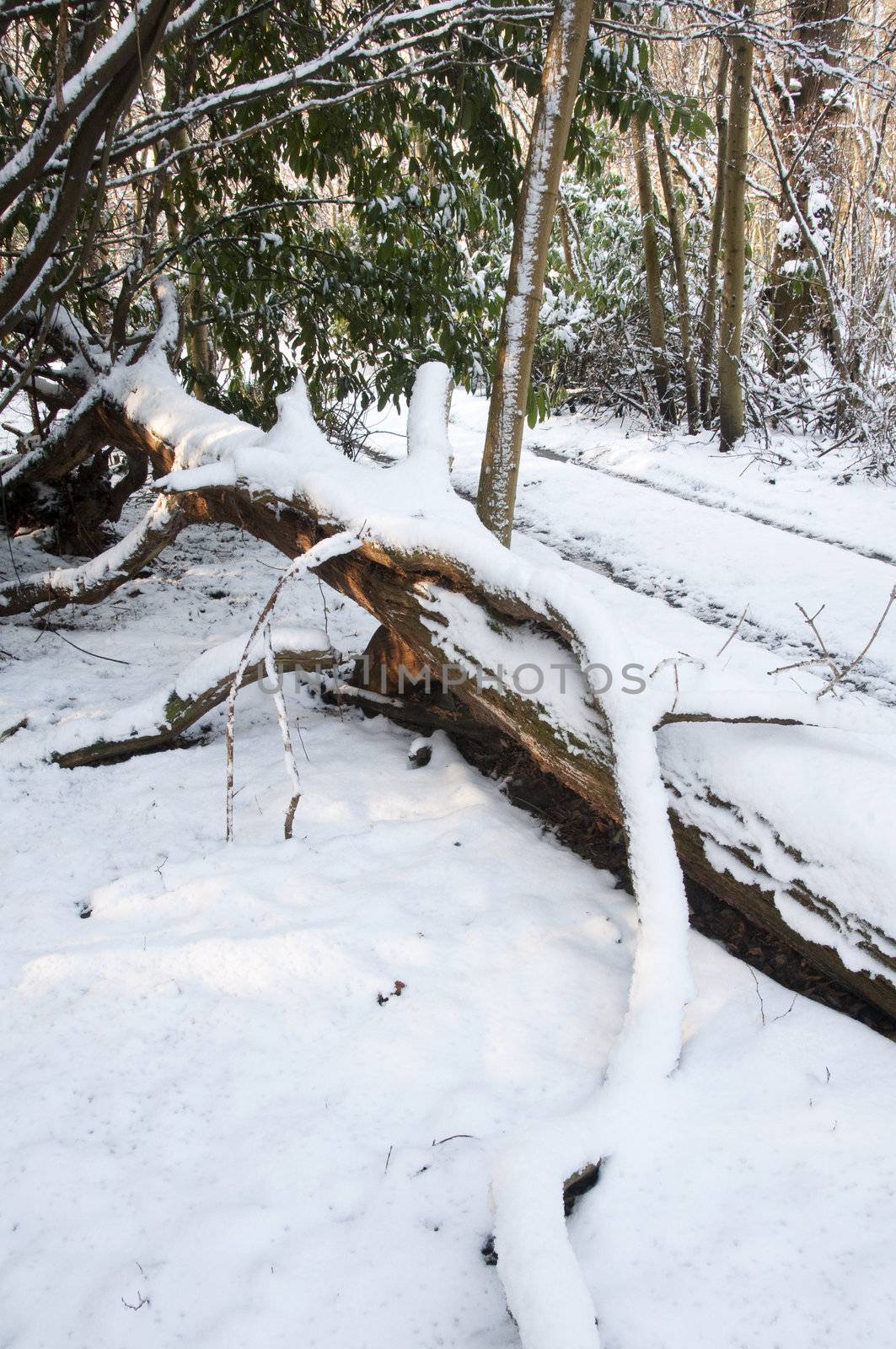 A fallen tree covered in  a layer of snow